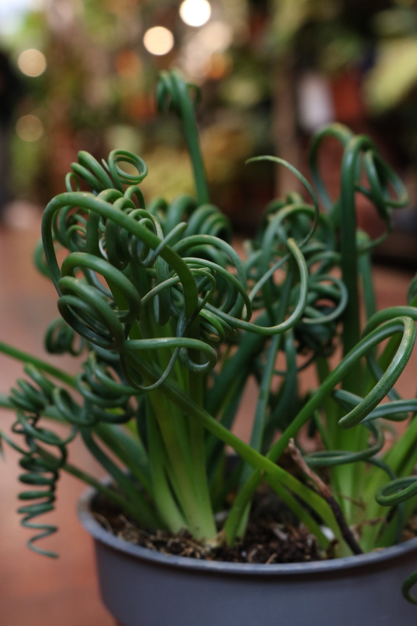 Albuca Spiralis