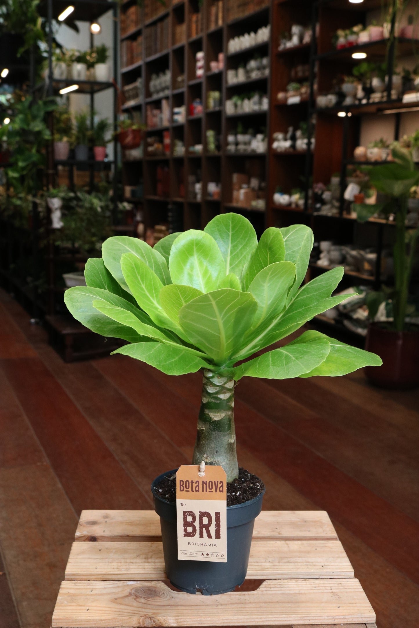 Hawaiian Palm