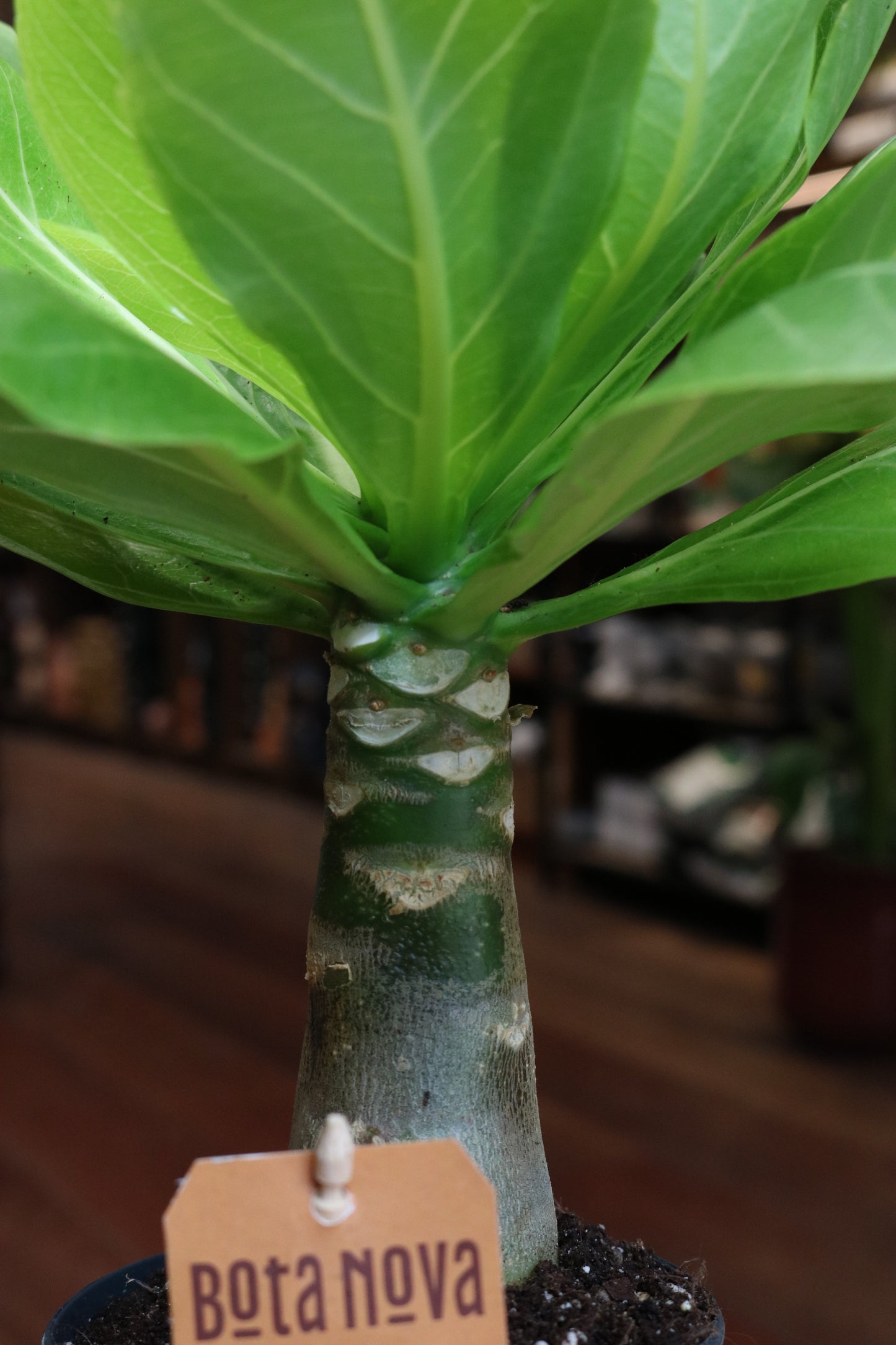 Hawaiian Palm