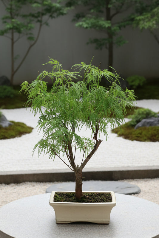 Redwood Bonsai
