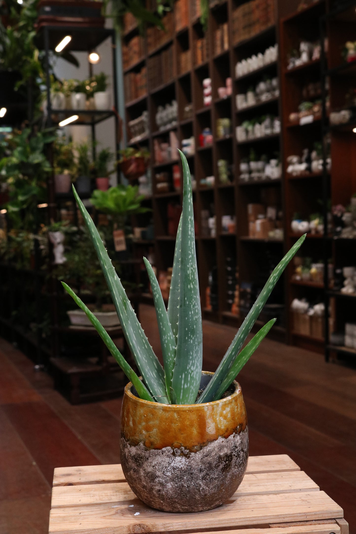 Aloe Vera