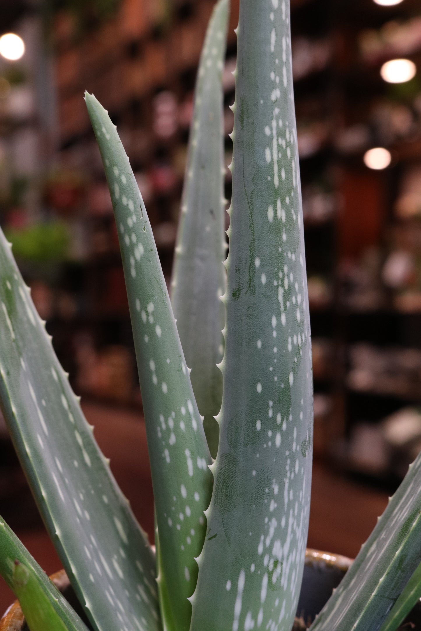 Aloe Vera