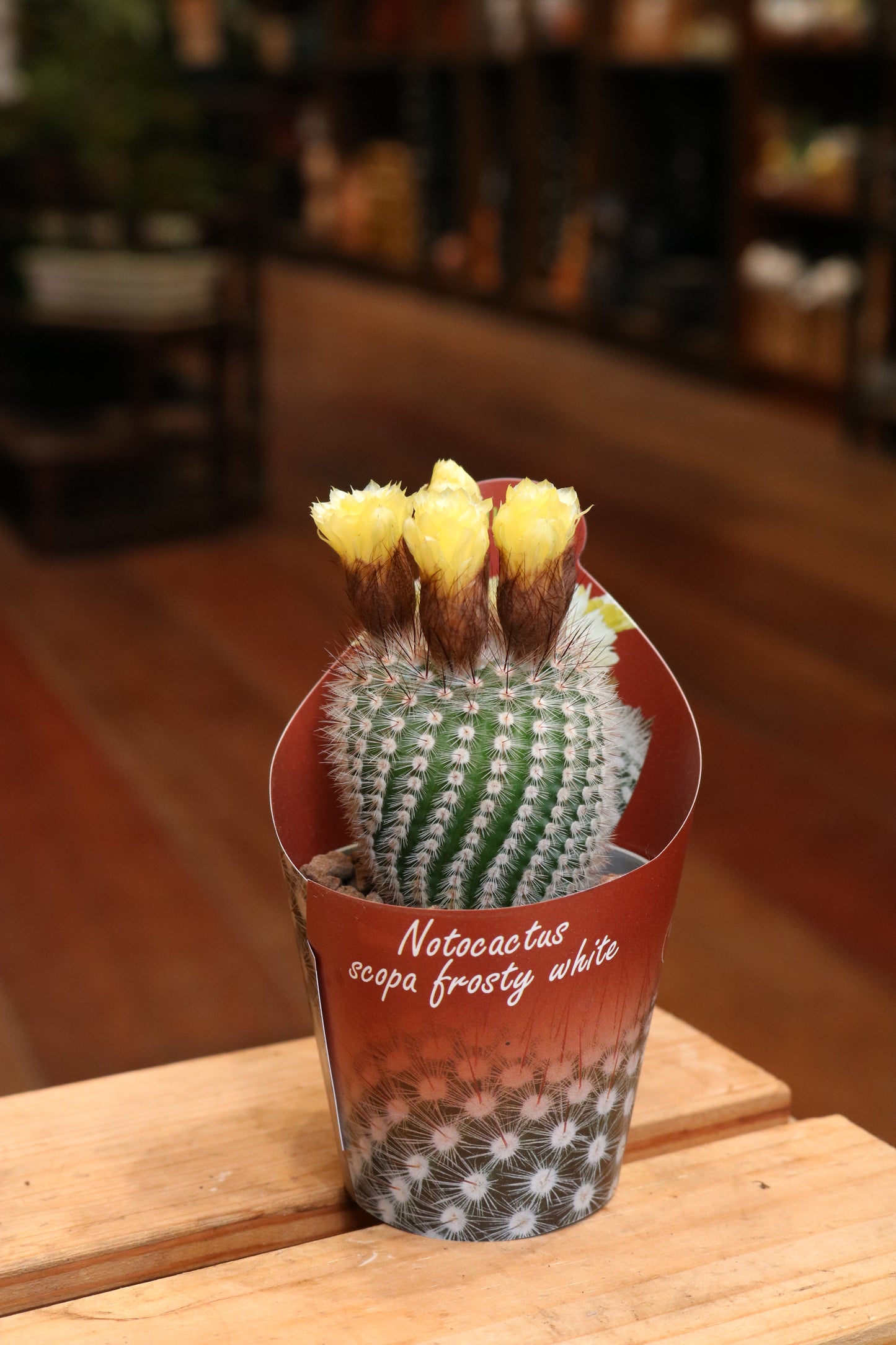 Notocactus Scopa 'Frosty White'