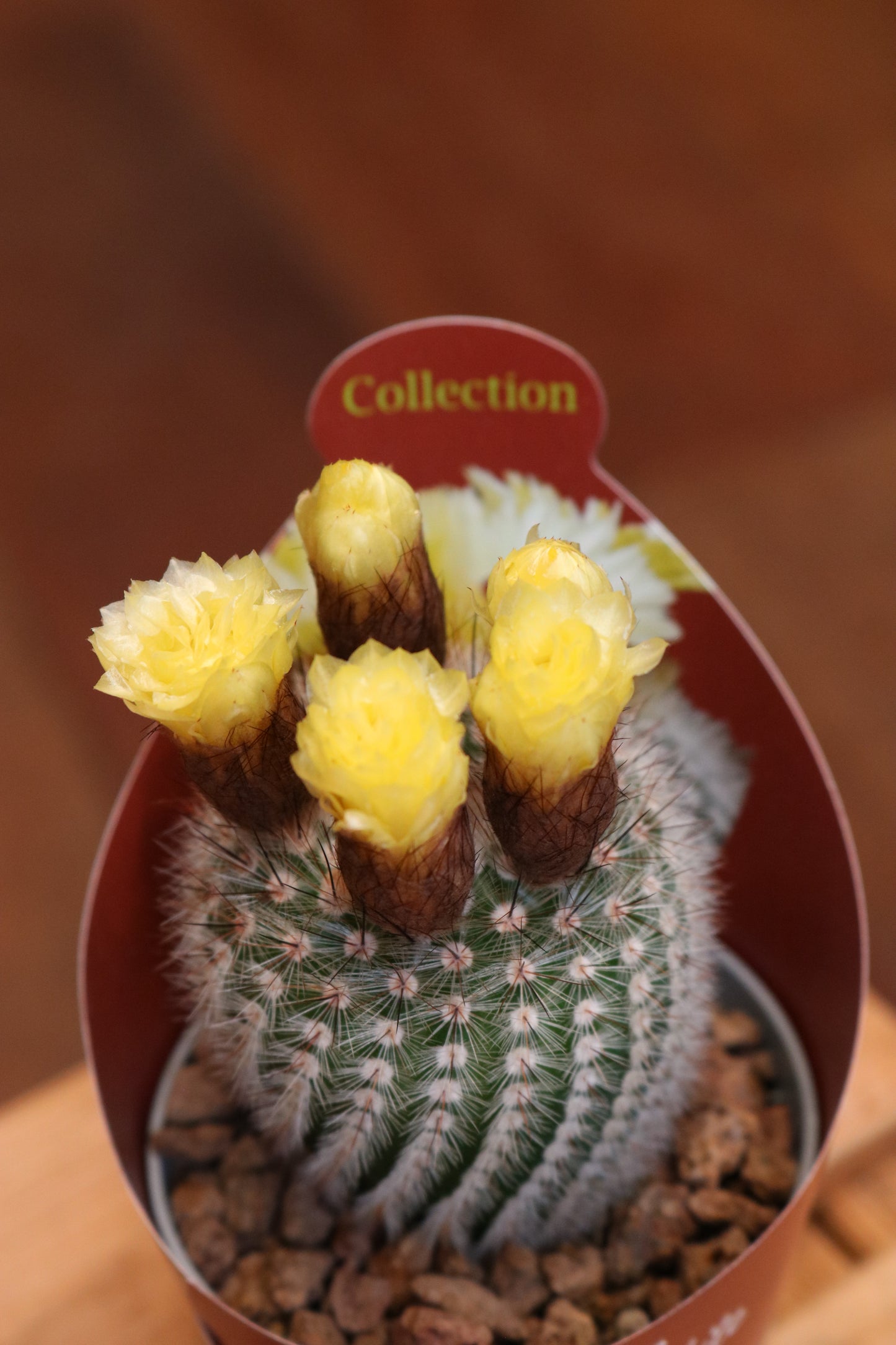 Notocactus Scopa 'Frosty White'
