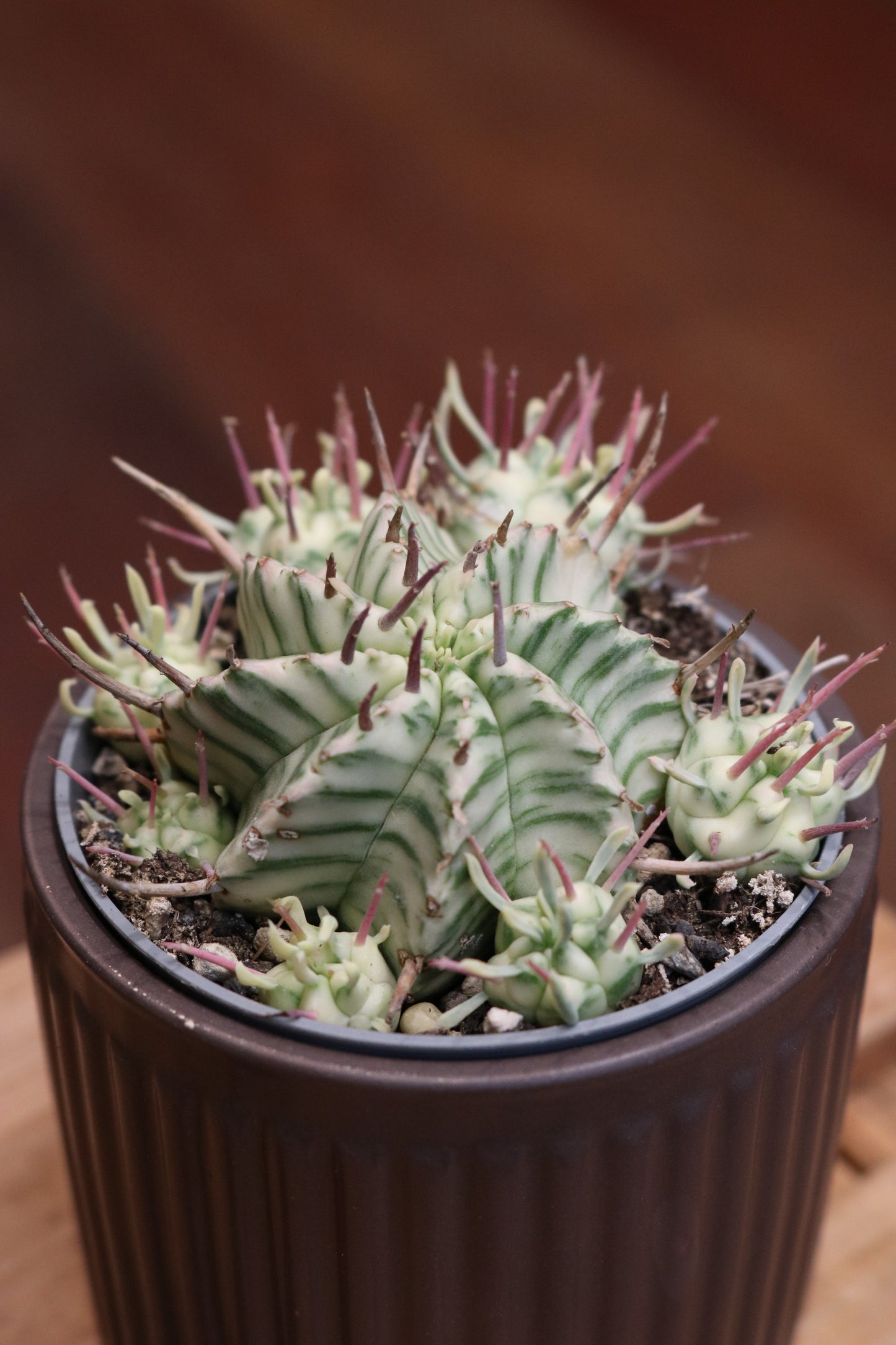 Euphorbia meloformis variegata