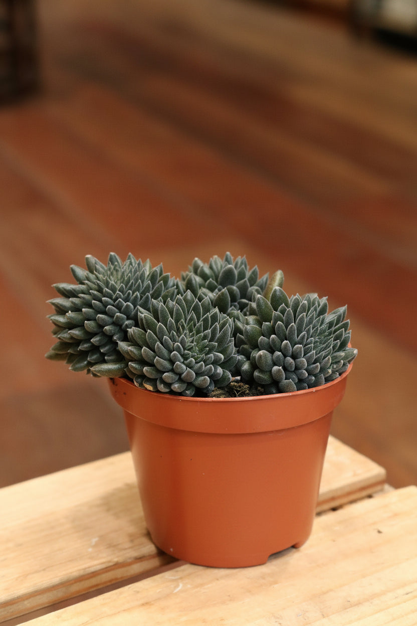 Sinocrassula yunnanensis