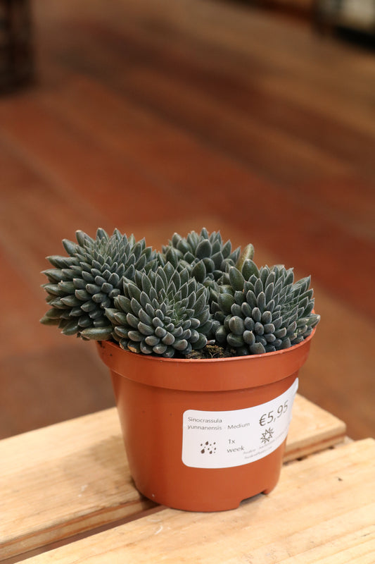 Sinocrassula yunnanensis