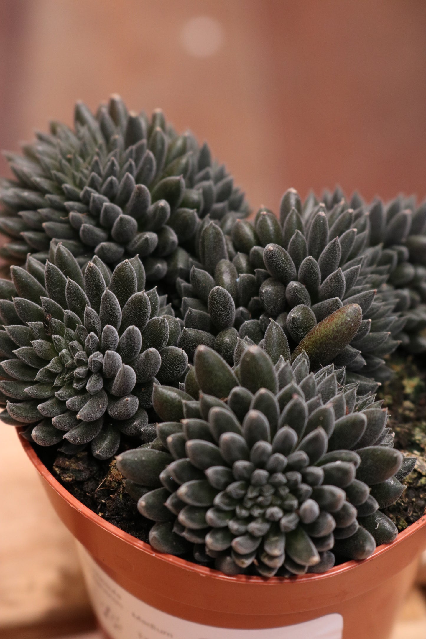 Sinocrassula yunnanensis