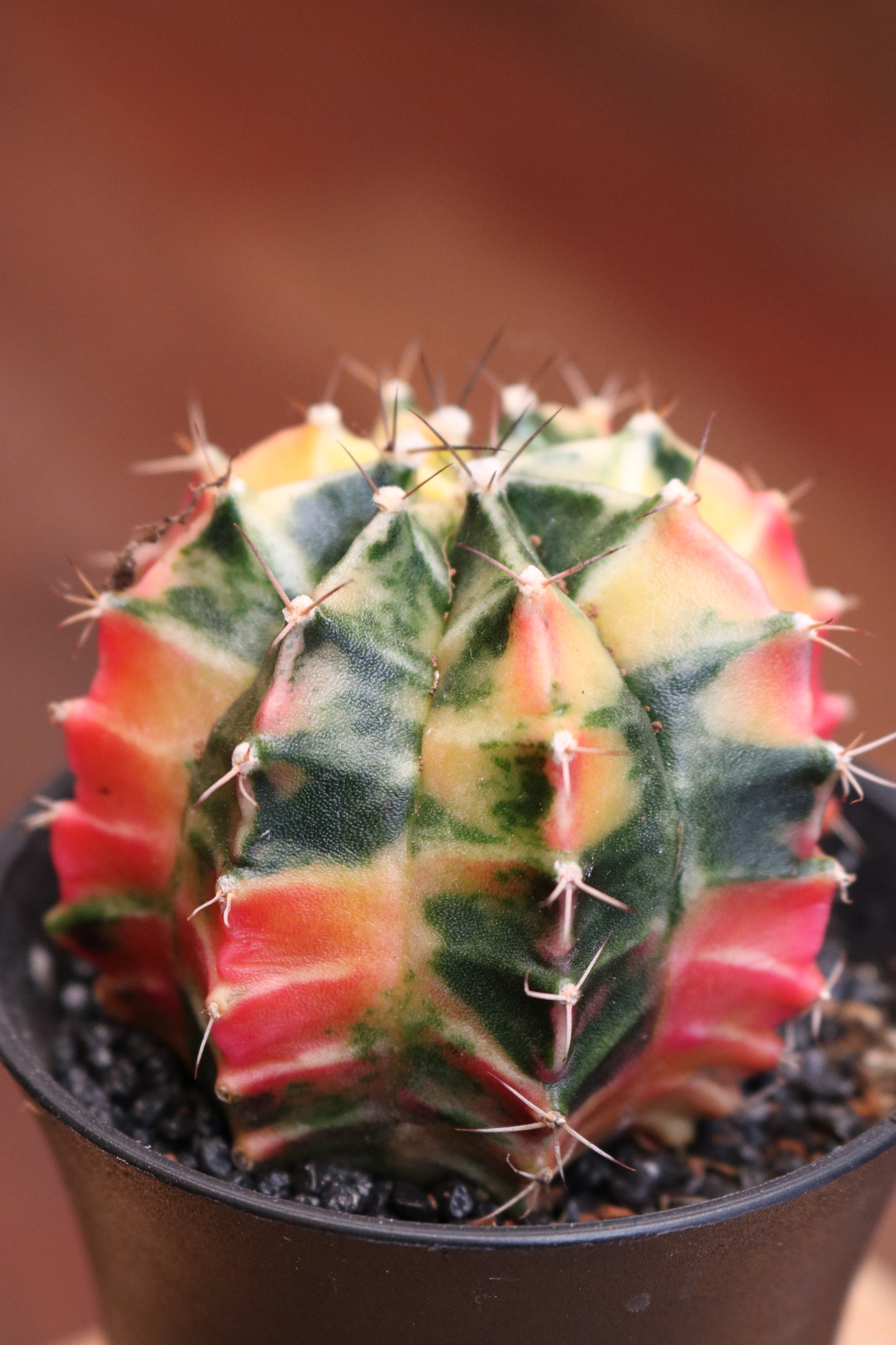 Gymnocalycium 'Japan'