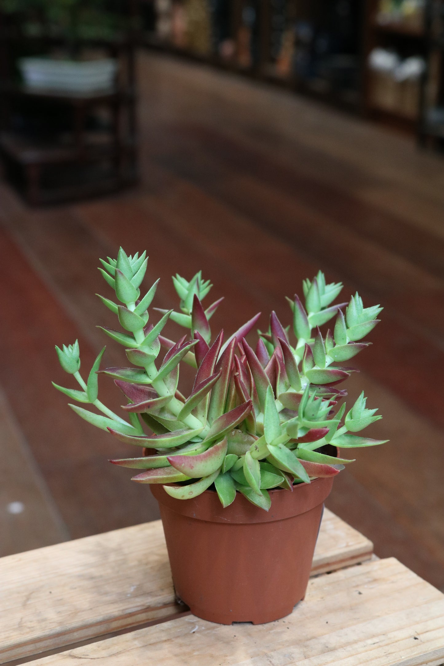 Crassula Corumbulosa