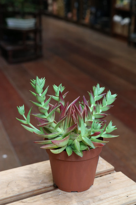 Crassula Corumbulosa