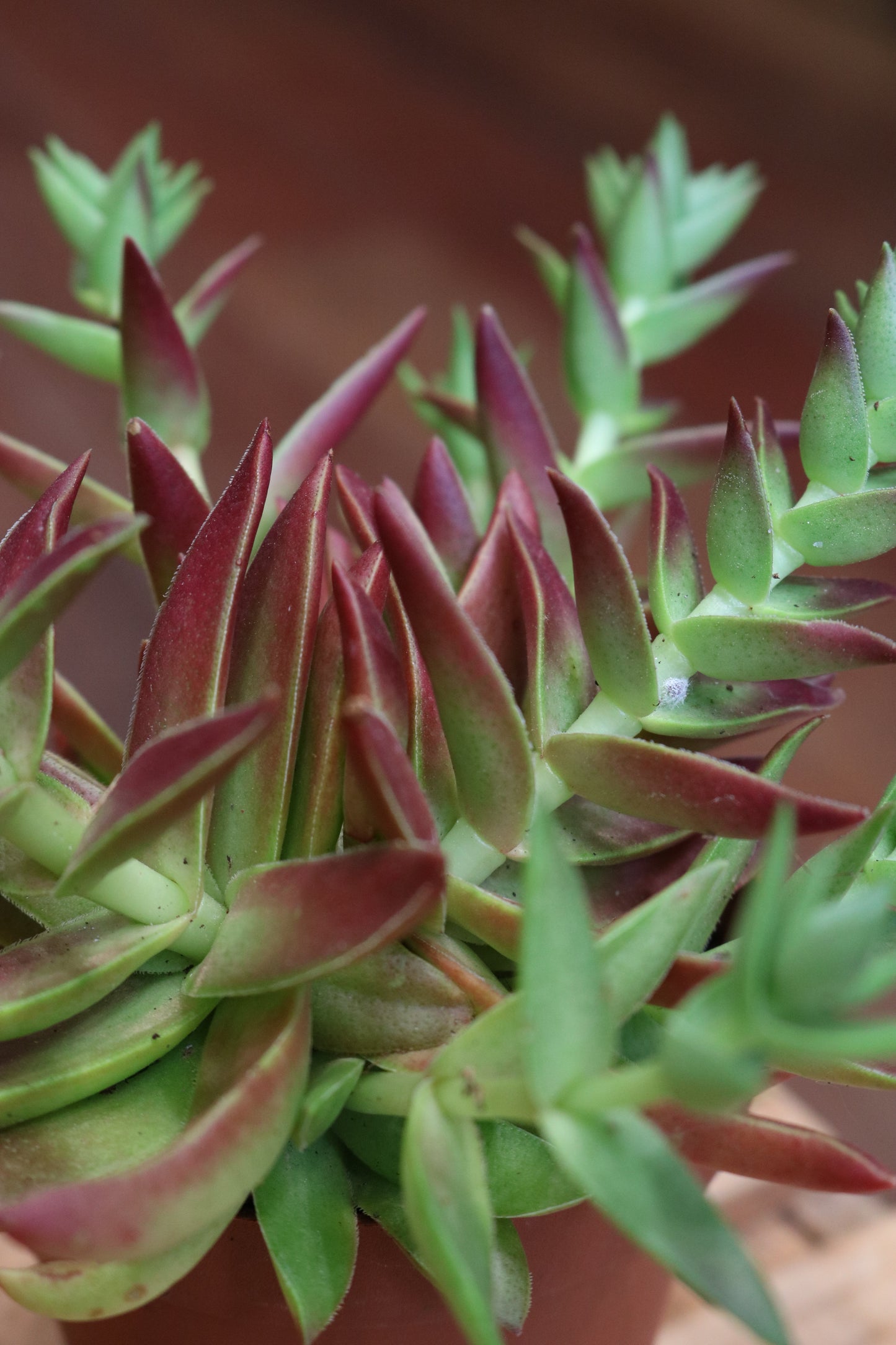 Crassula Corumbulosa