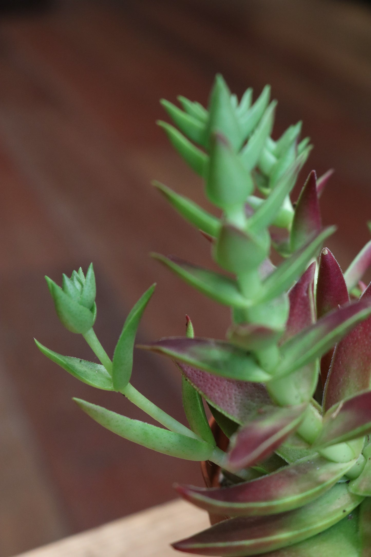 Crassula Corumbulosa