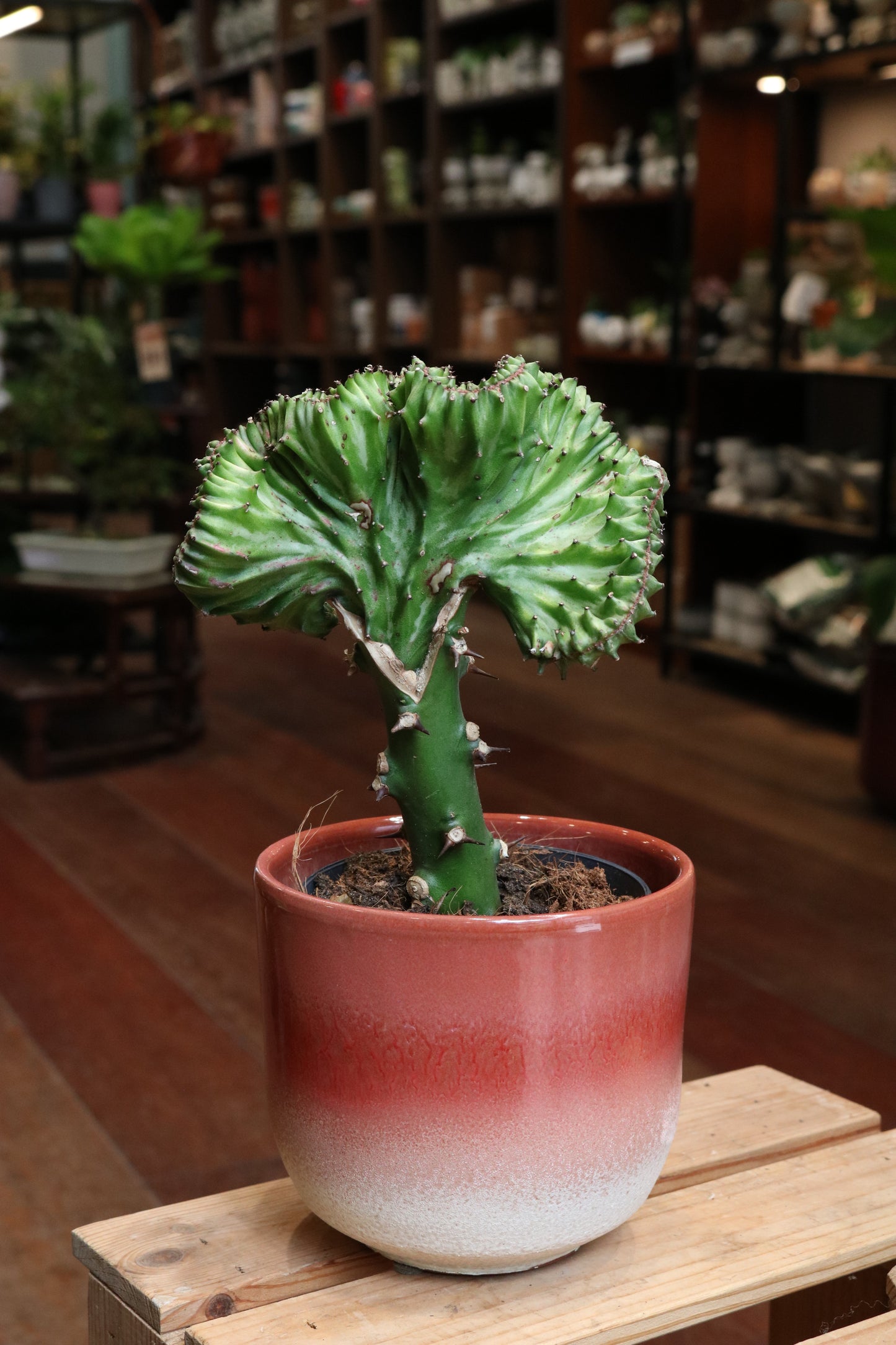 Euphorbia Lactea 'Cristata'