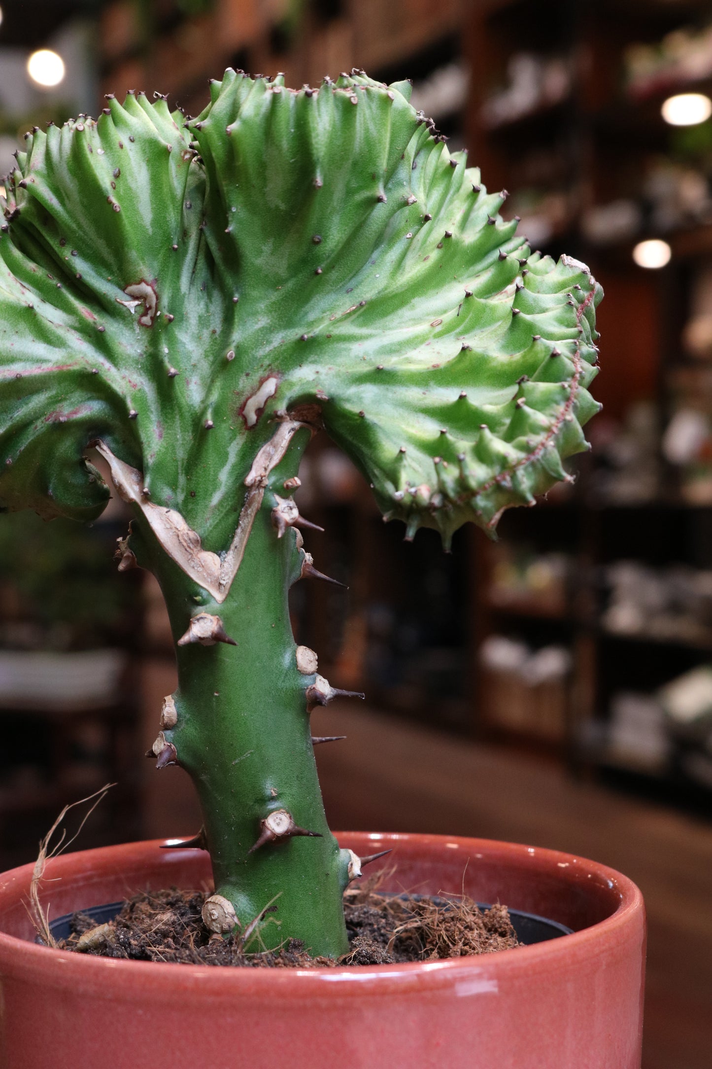 Euphorbia Lactea 'Cristata'