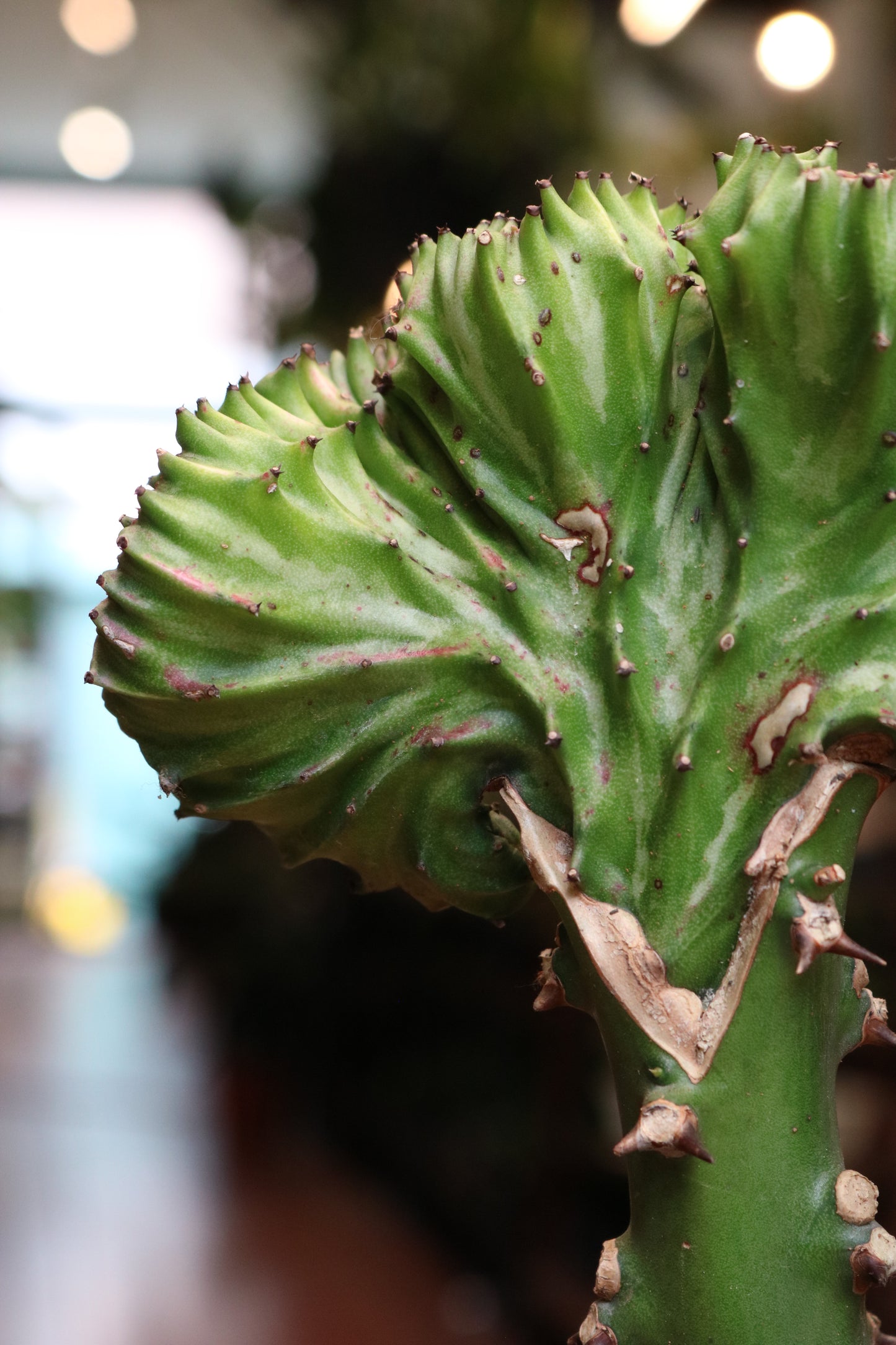 Euphorbia Lactea 'Cristata'