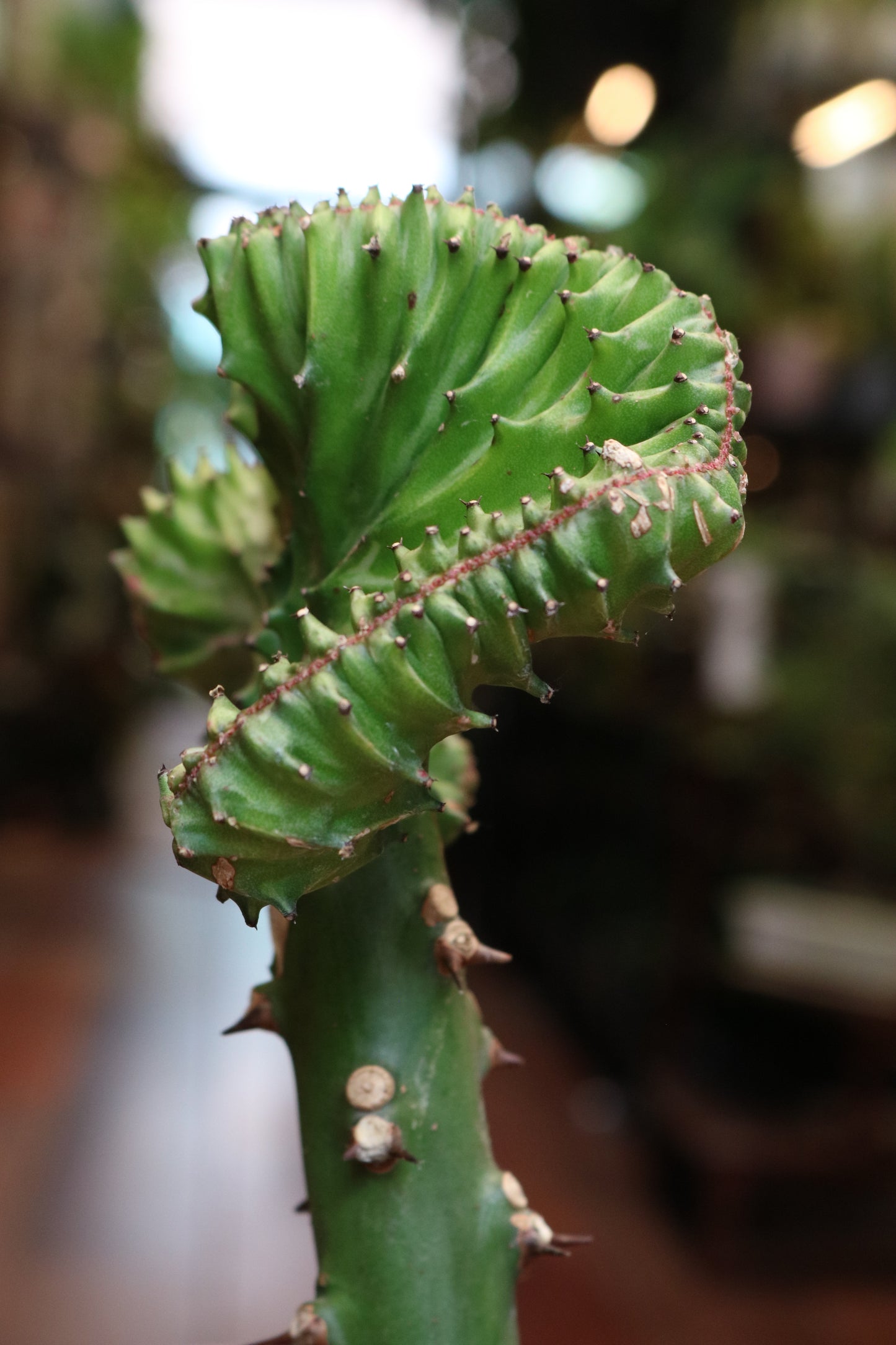 Euphorbia Lactea 'Cristata'