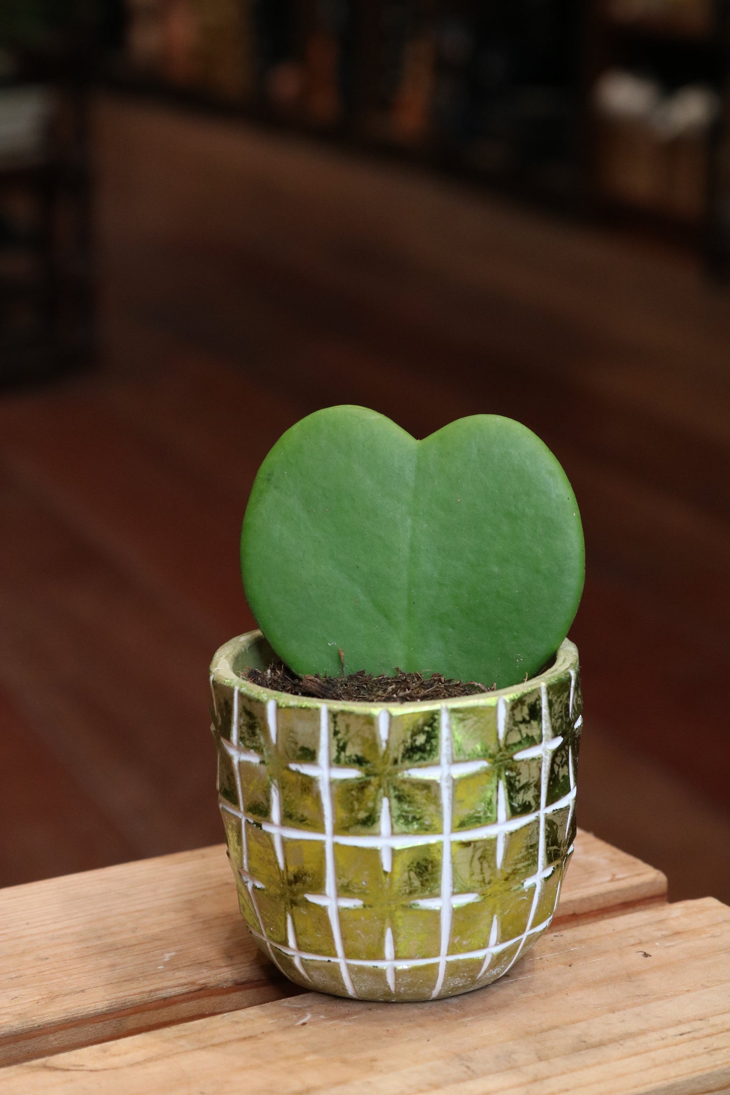 Hoya Kerrii
