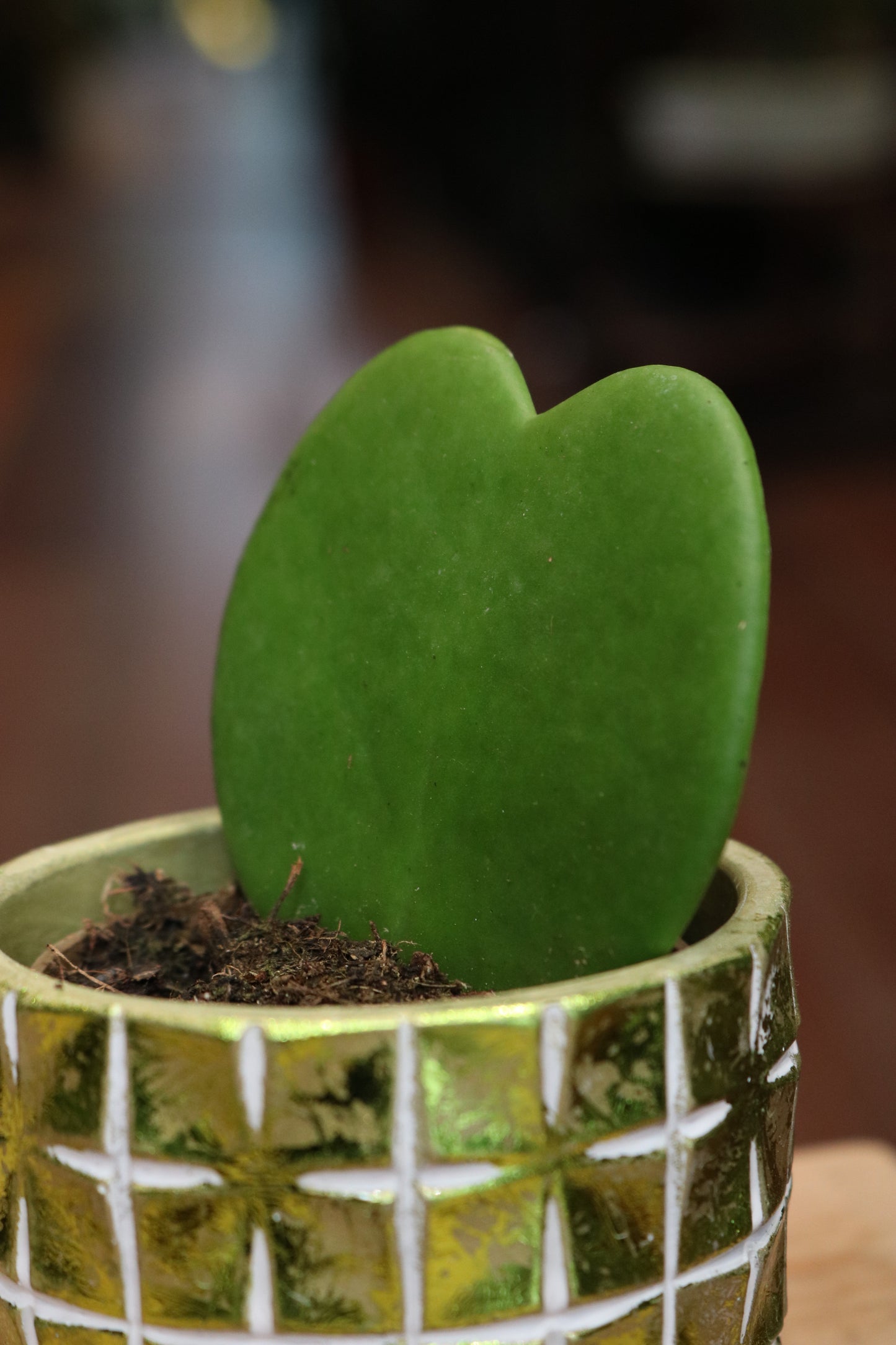 Hoya Kerrii
