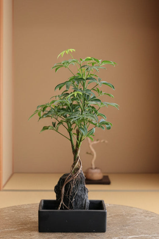 Planten op een lavasteen