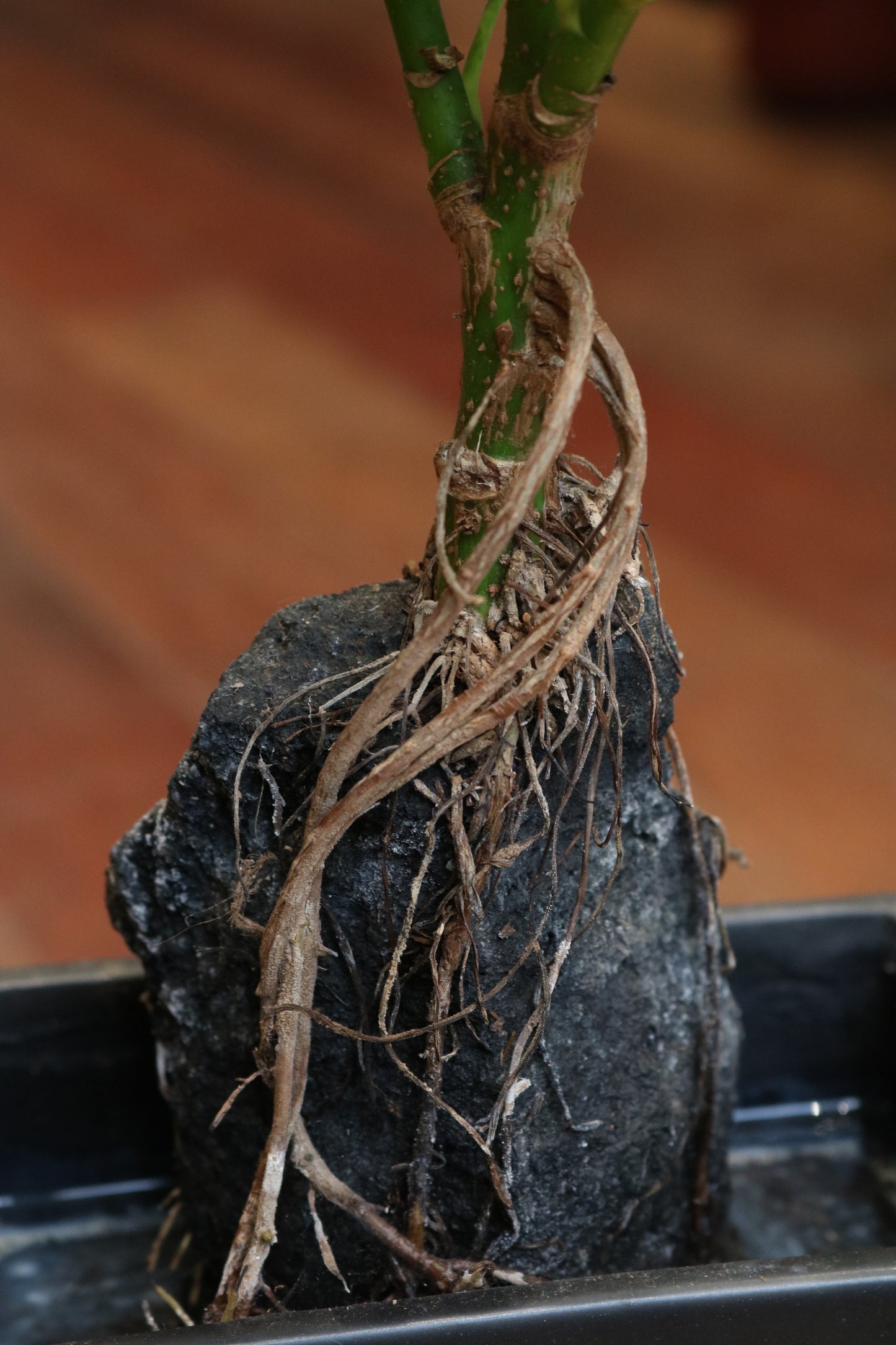 Planten op een lavasteen
