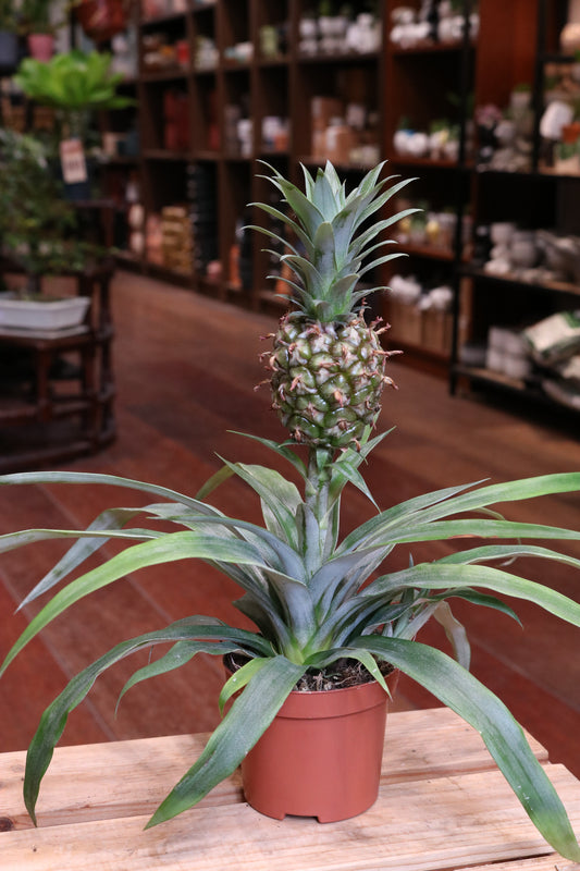 Pineapple plant (medium)