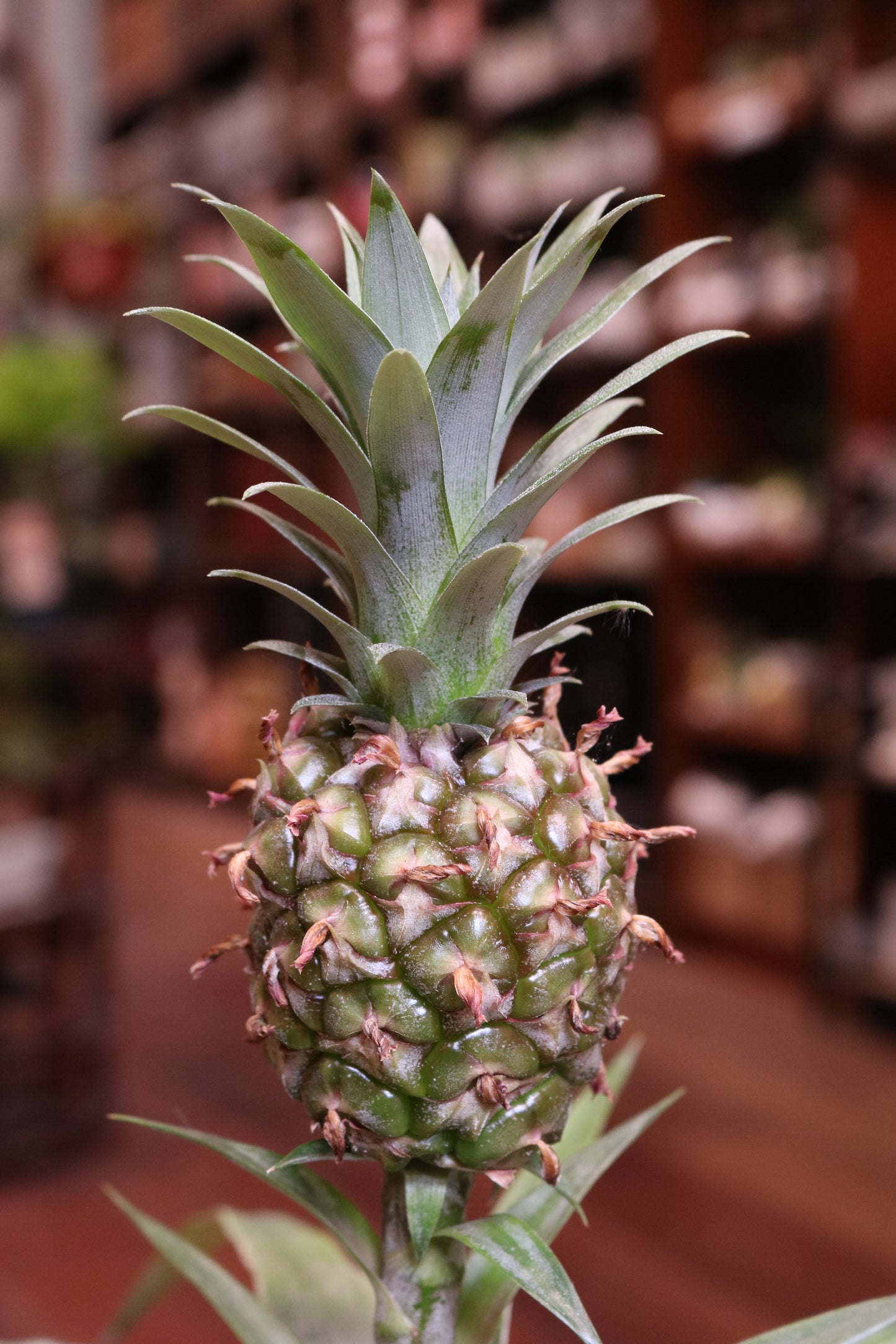 Pineapple plant (medium)