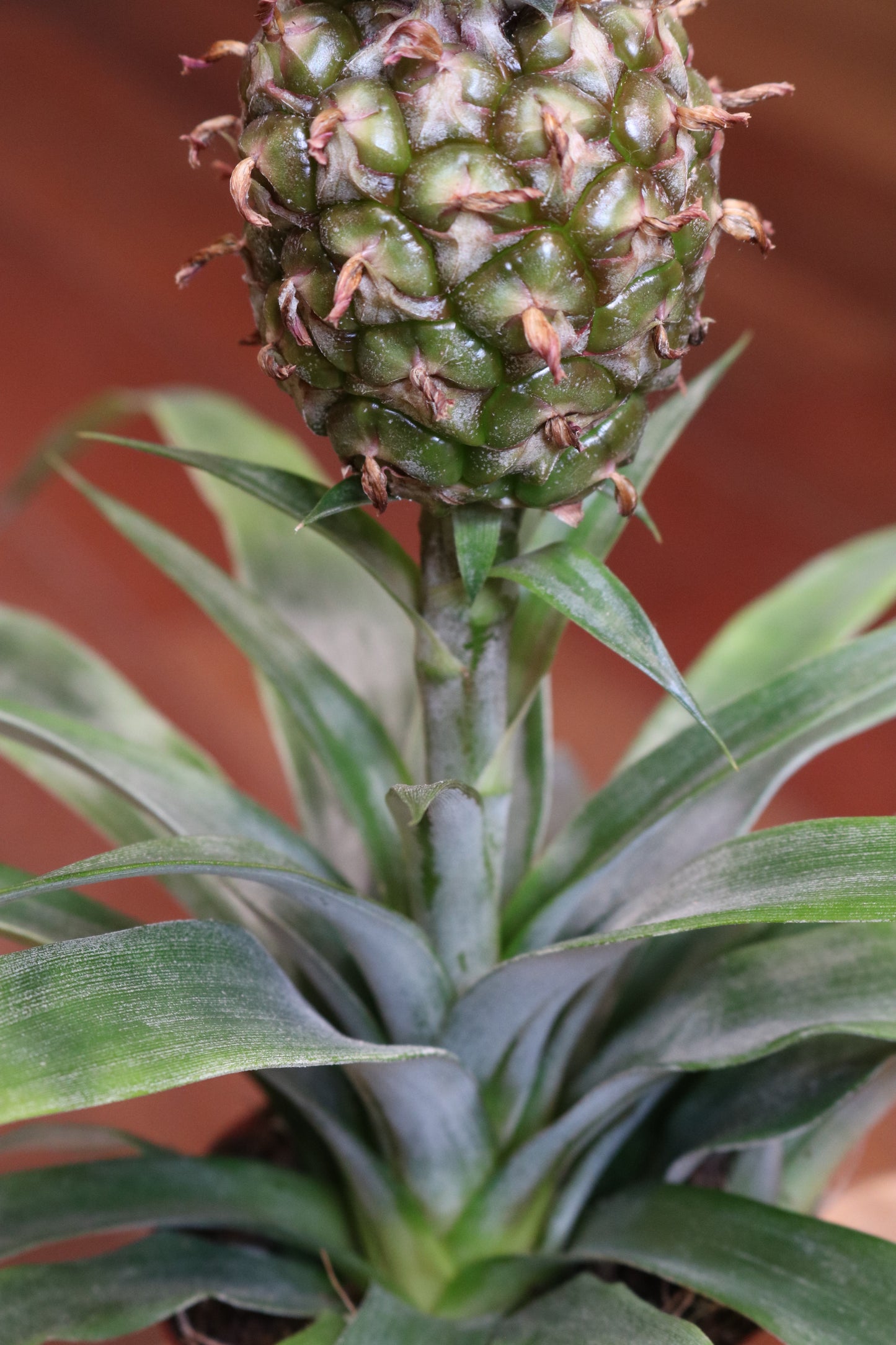 Pineapple plant (medium)