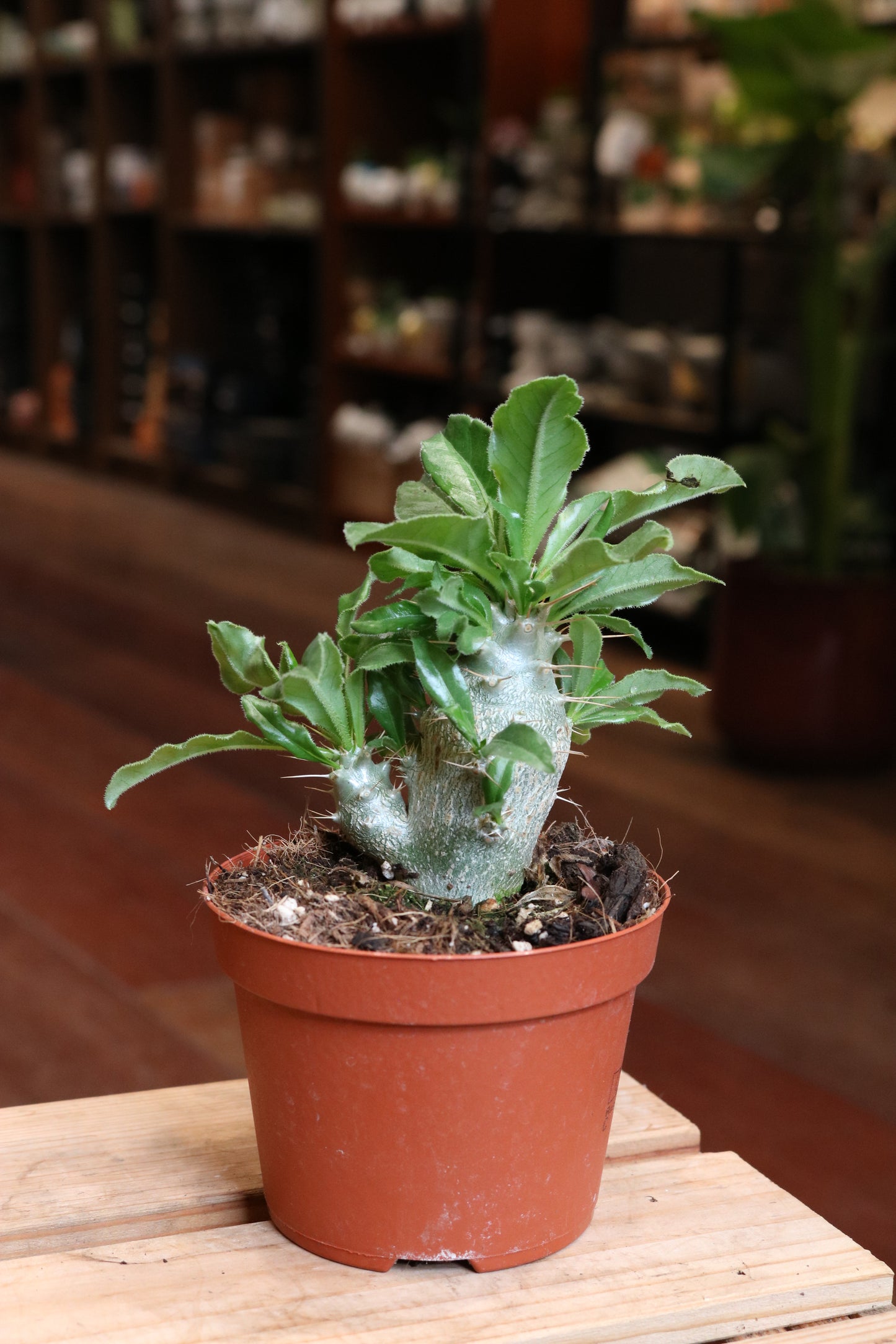 Pachypodium saundersii