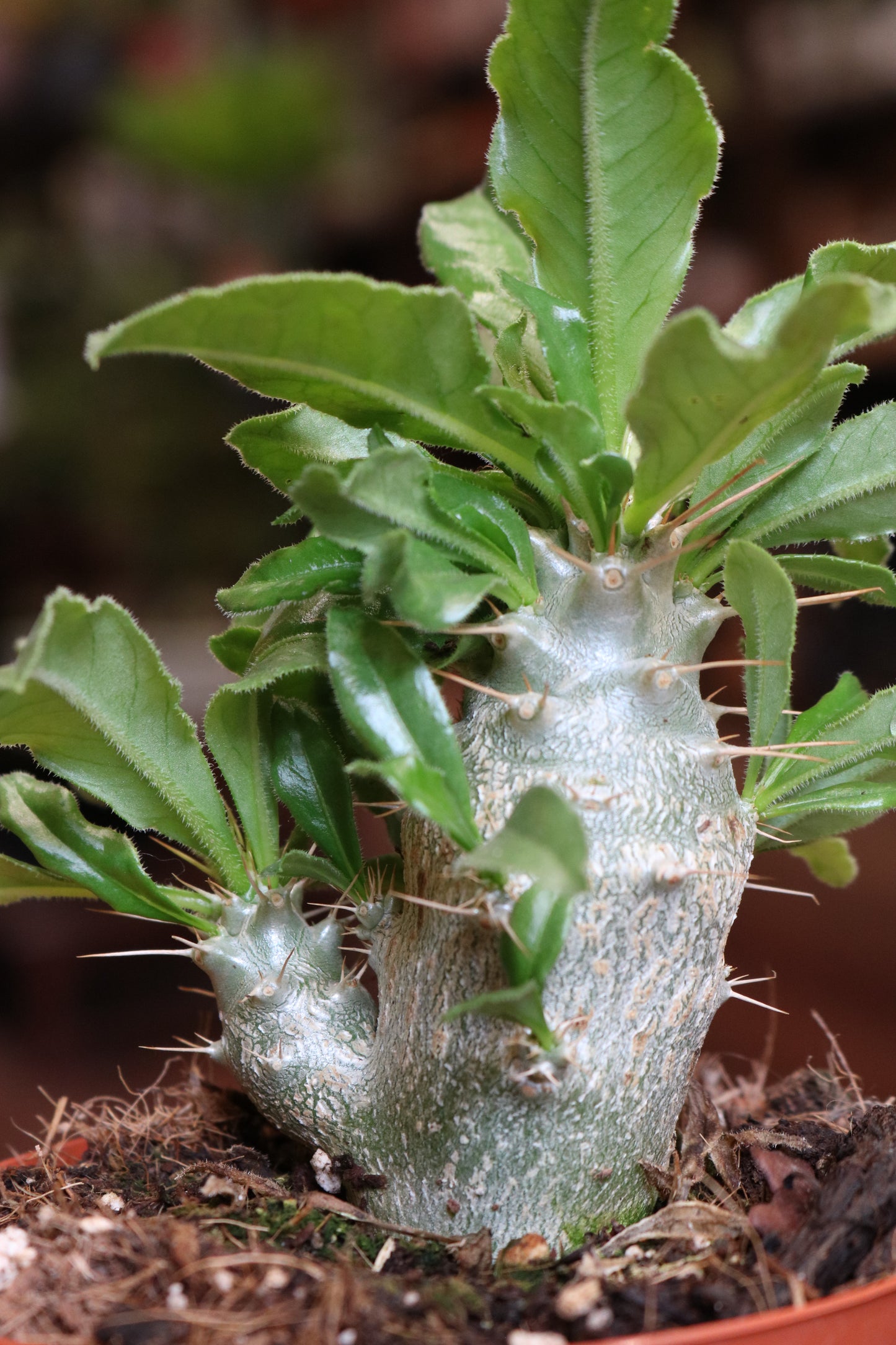 Pachypodium saundersii