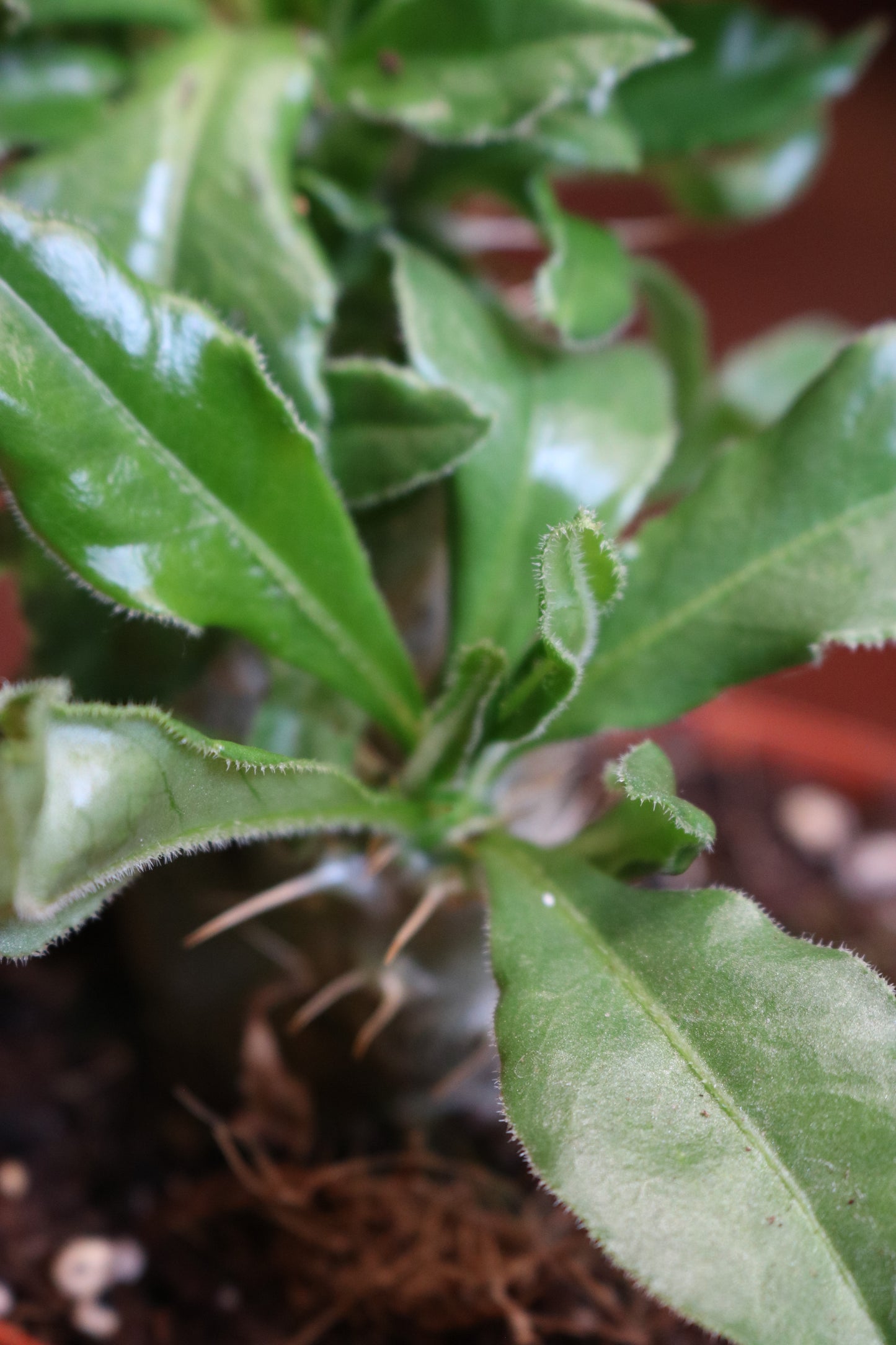 Pachypodium saundersii