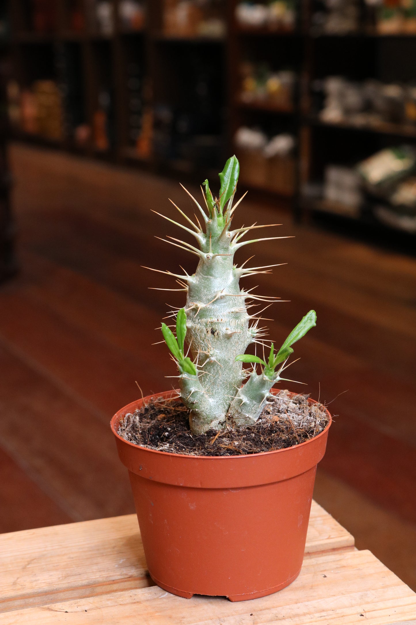 Pachypodium saundersii
