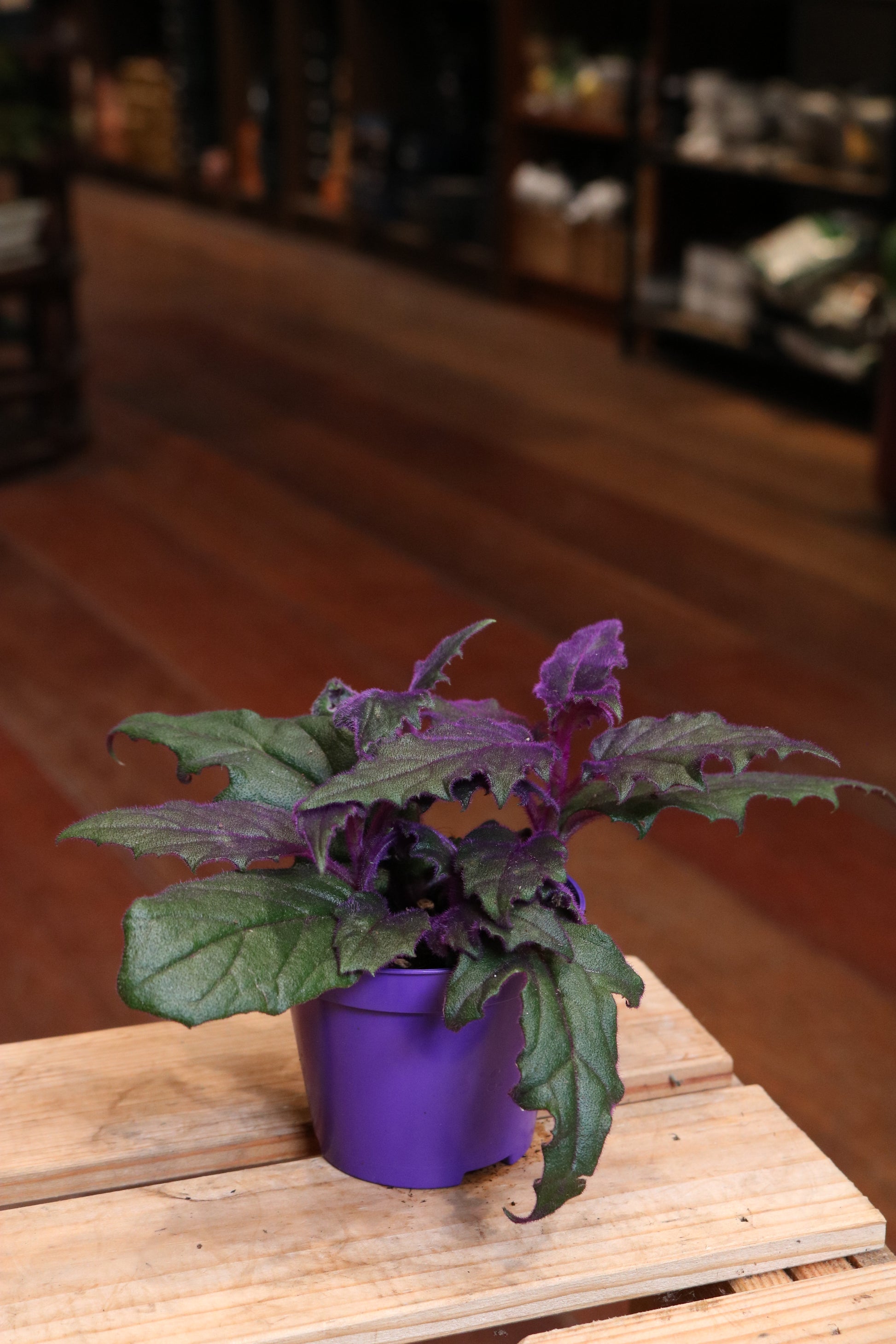 purple passion succulent Gynura 'Purple Passion' (mini) – Avalon