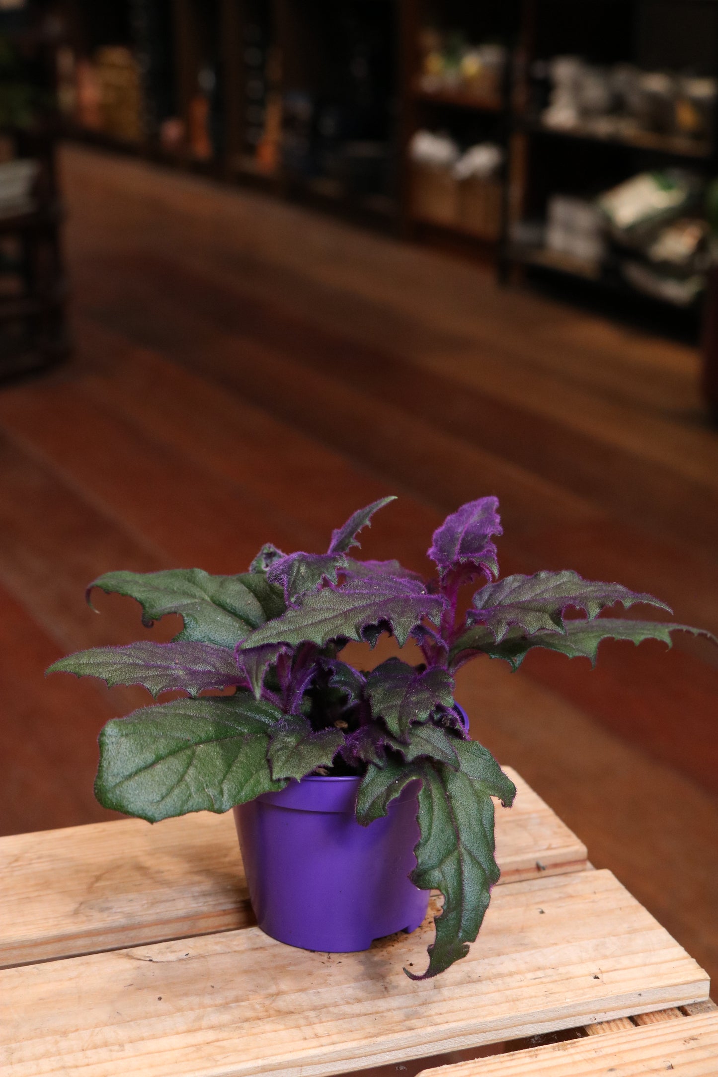 Gynura 'Purple Passion' (mini)