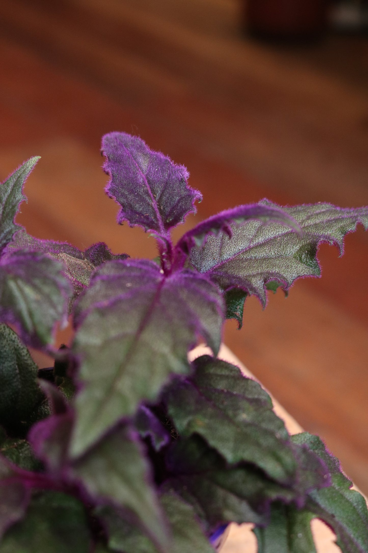 Gynura 'Purple Passion' (mini)
