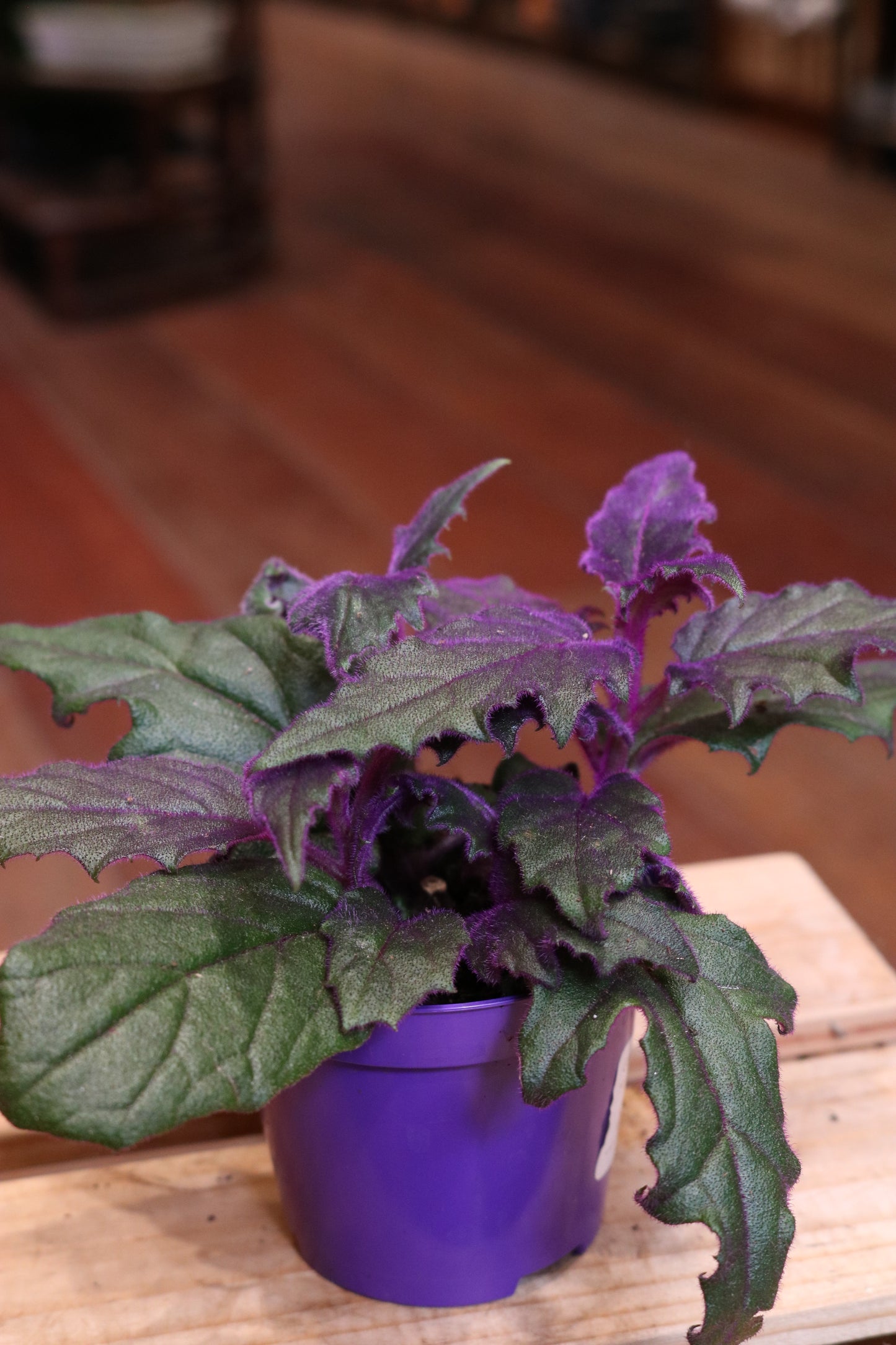 Gynura 'Purple Passion' (mini)