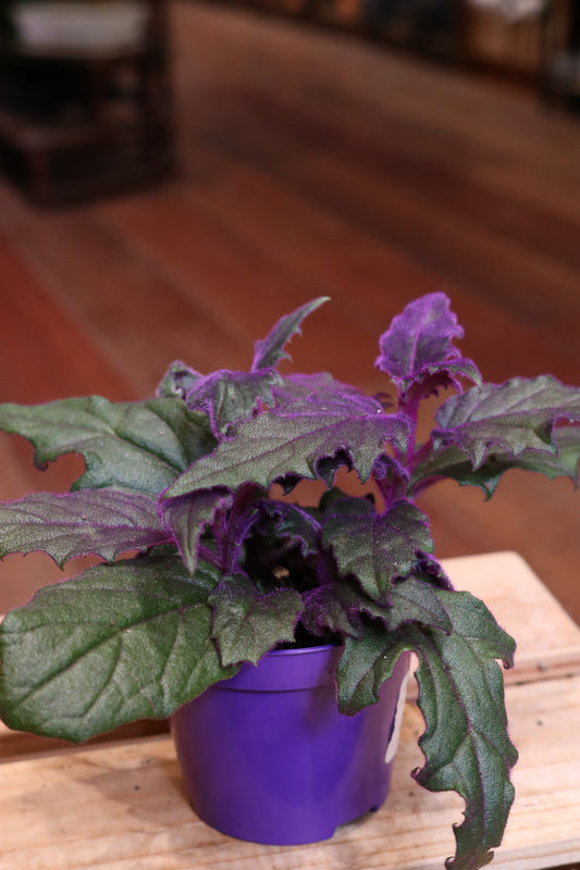 Gynura 'Purple Passion' (mini)