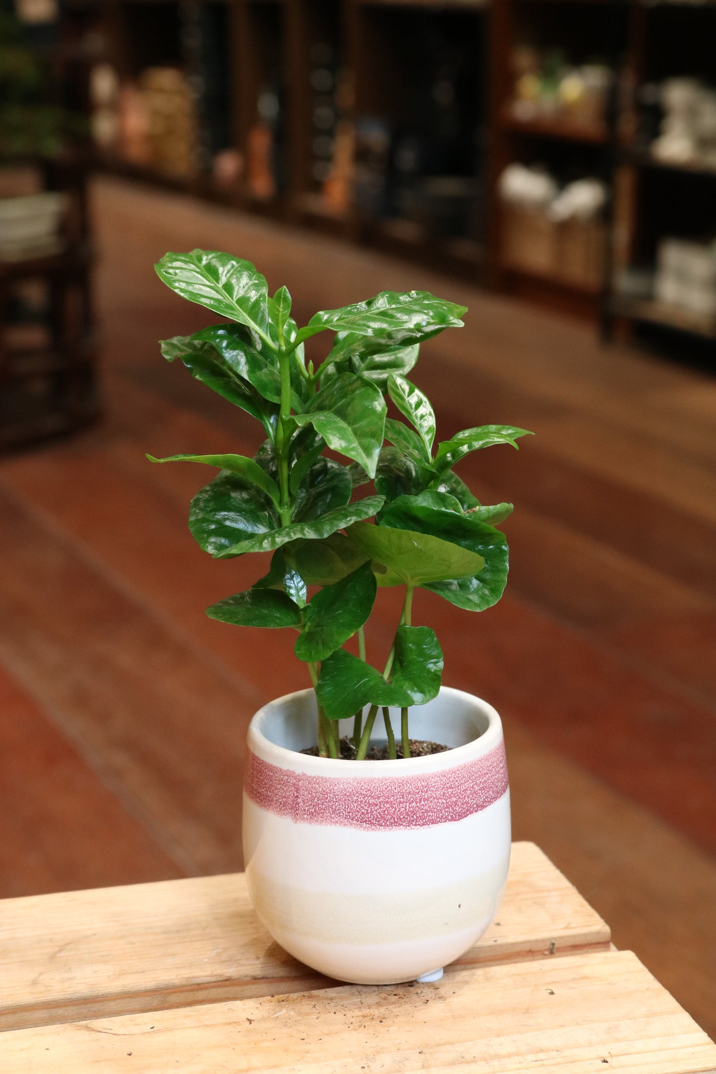 Koffieplant (koffie Arabica)