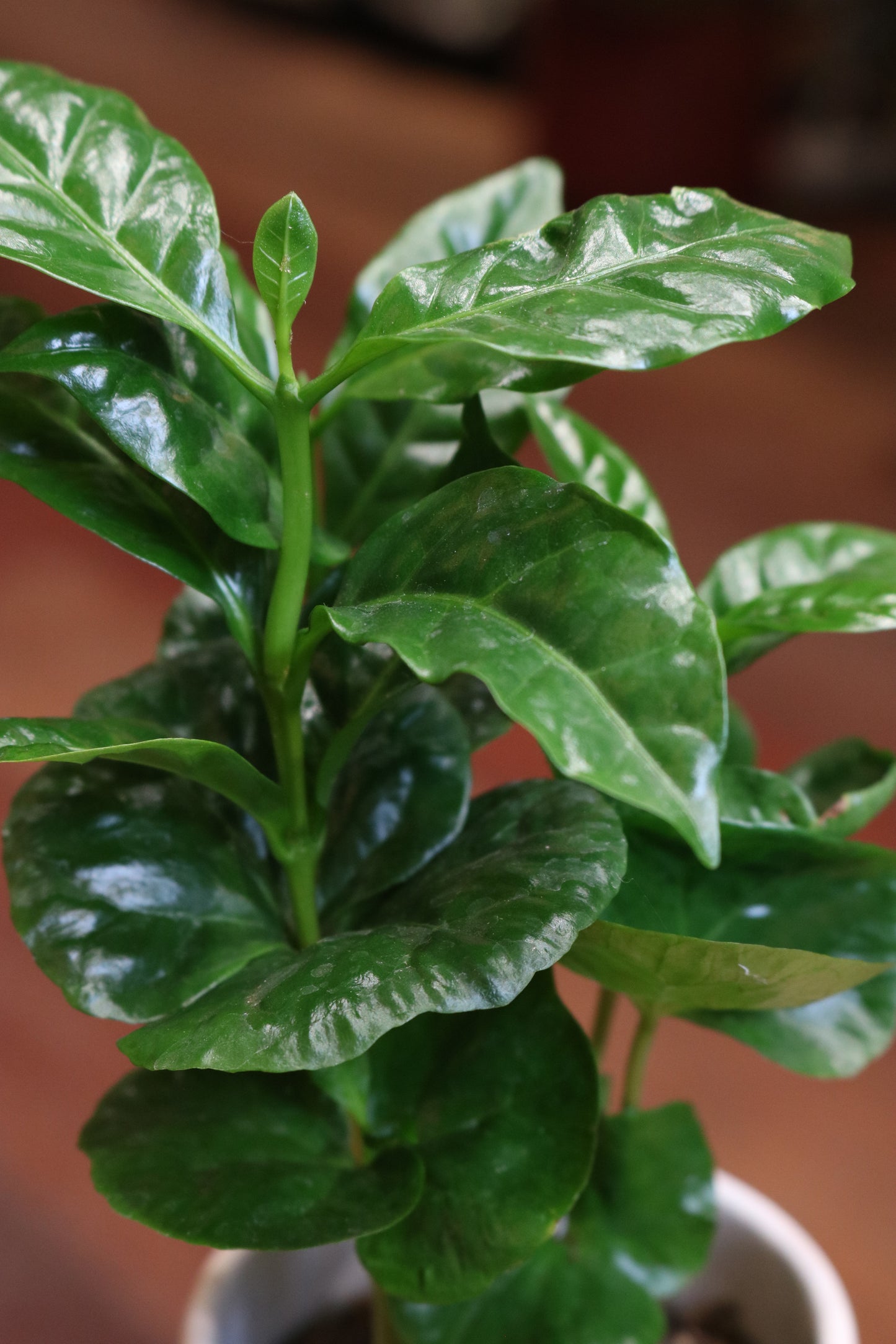 Koffieplant (koffie Arabica)