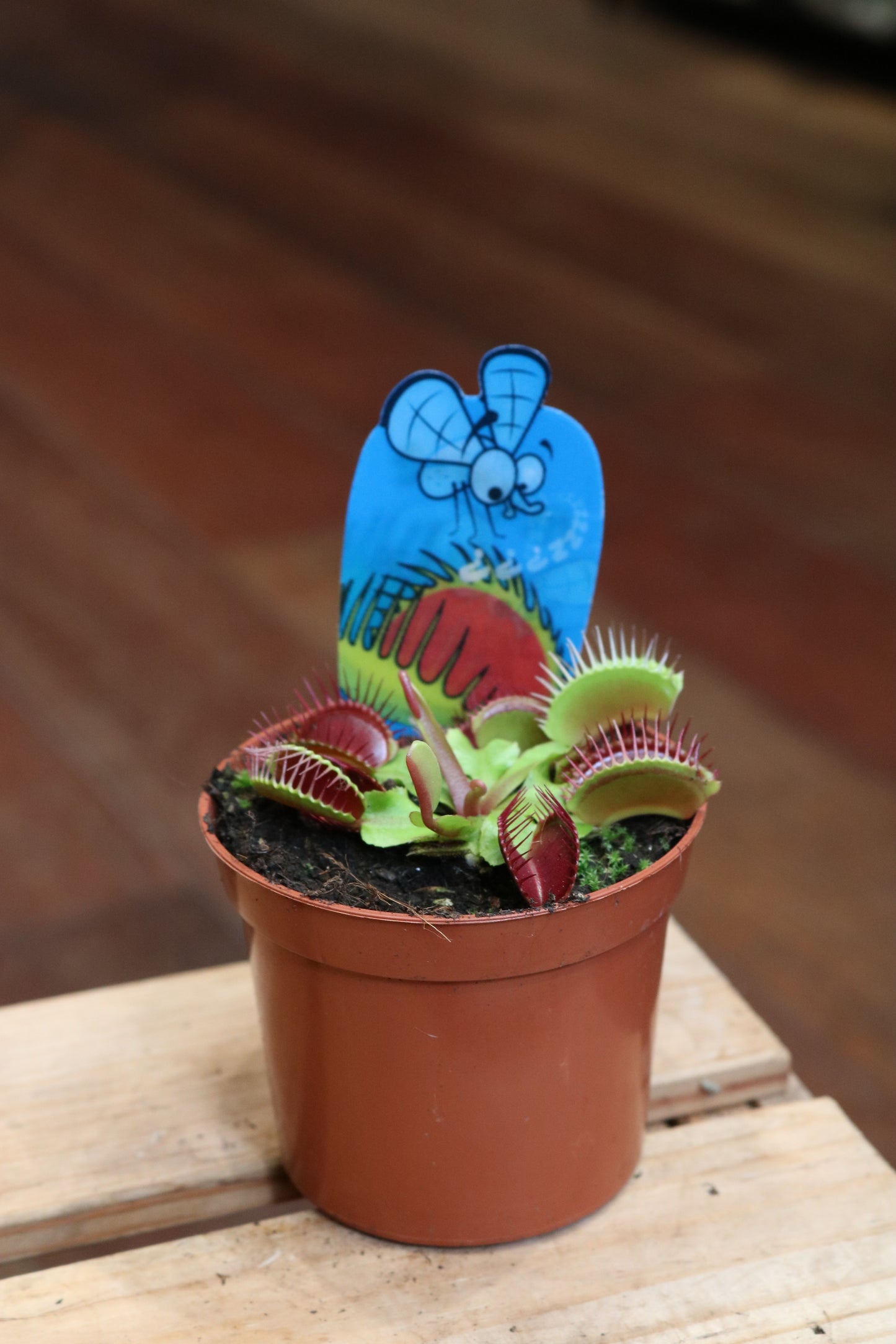 Venus Flytrap (Dionaea muscipula)