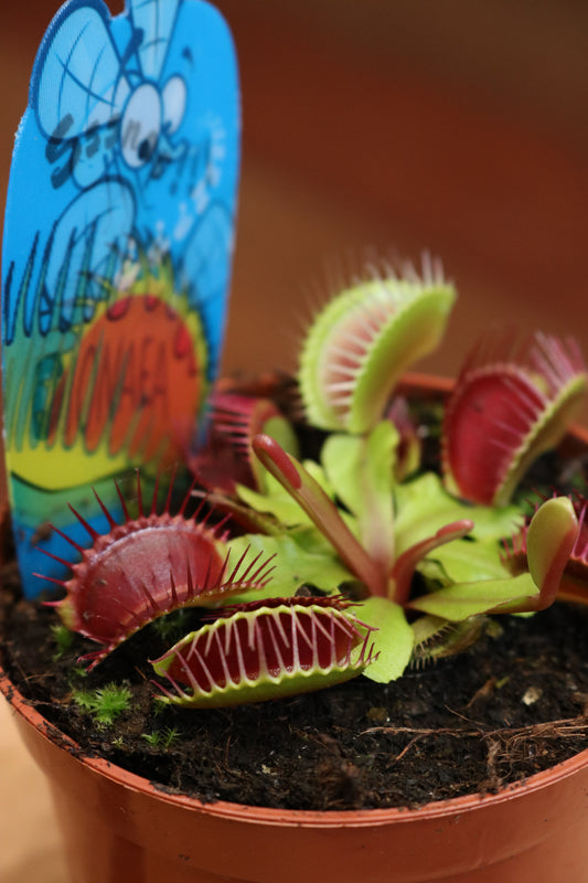 Venus Flytrap (Dionaea muscipula)
