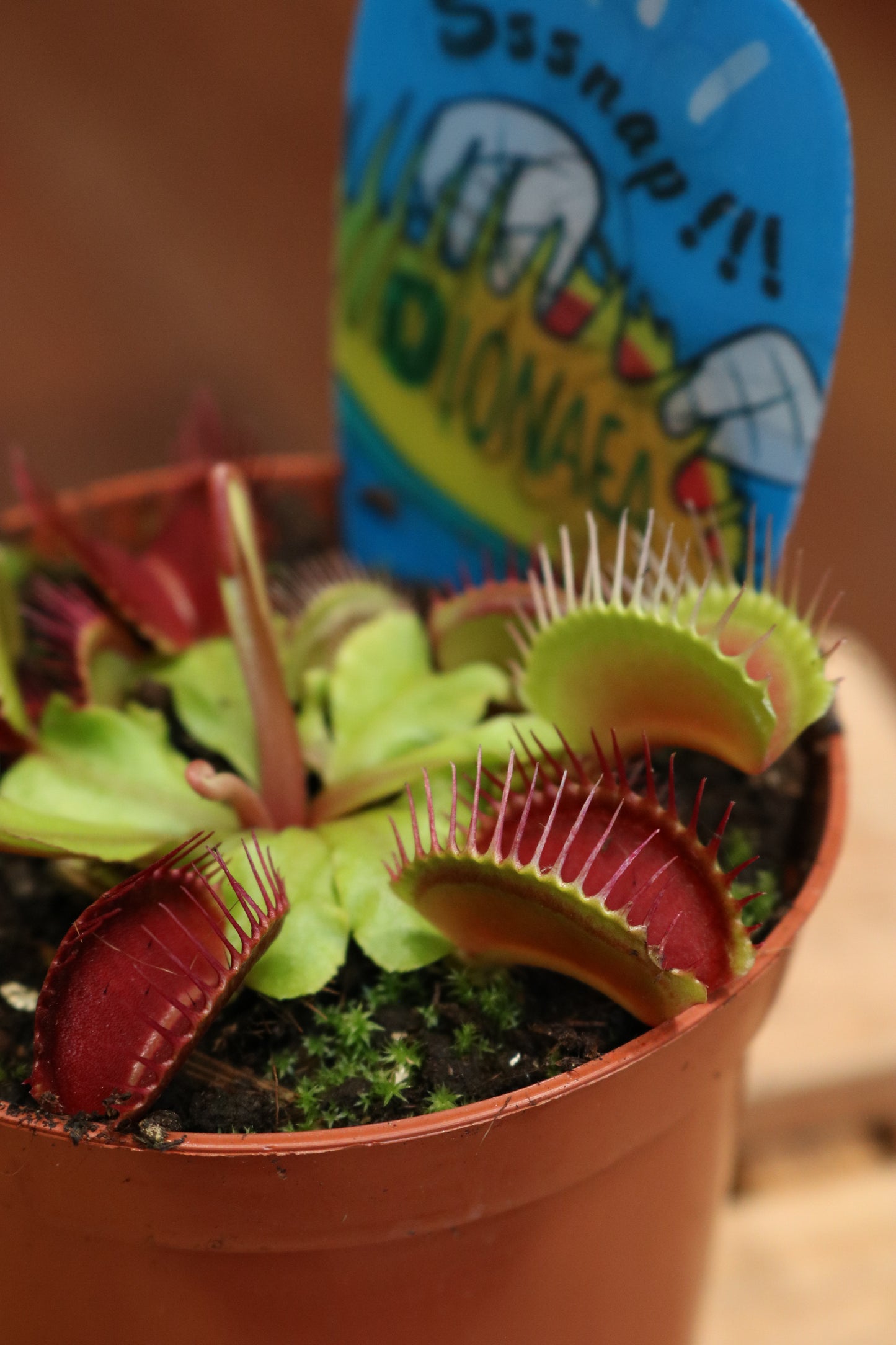 Venus Flytrap (Dionaea muscipula)