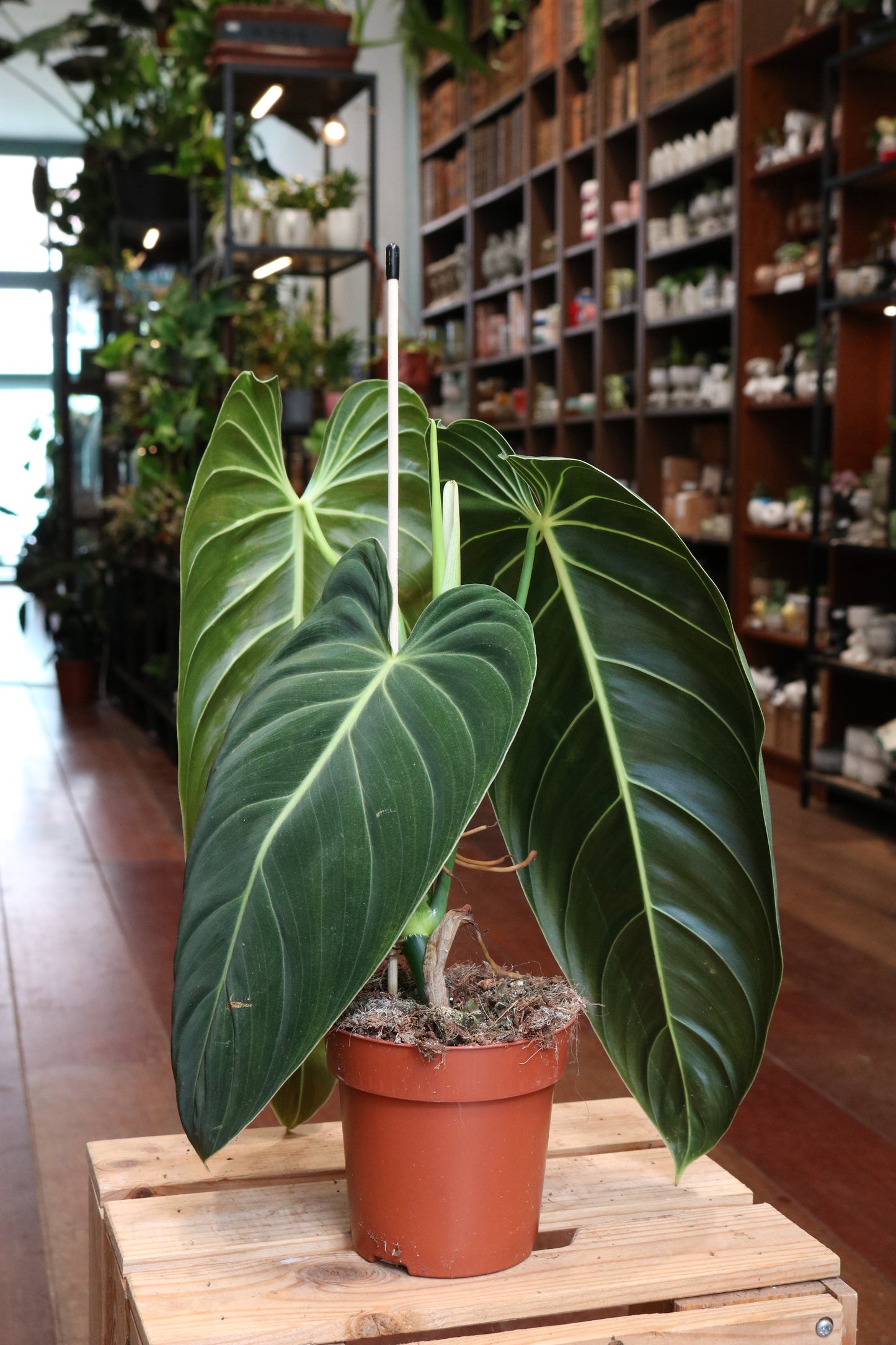 Philodendron Melanochrysum