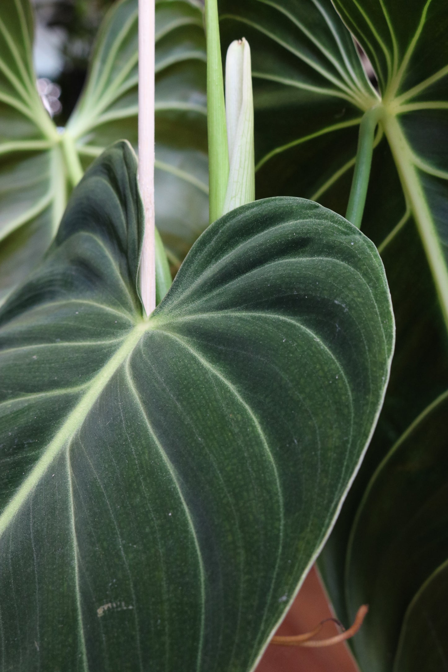 Philodendron Melanochrysum