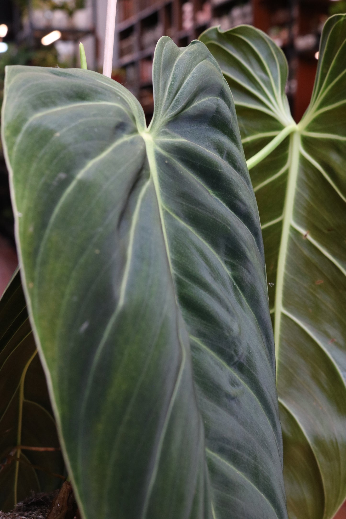 Philodendron Melanochrysum