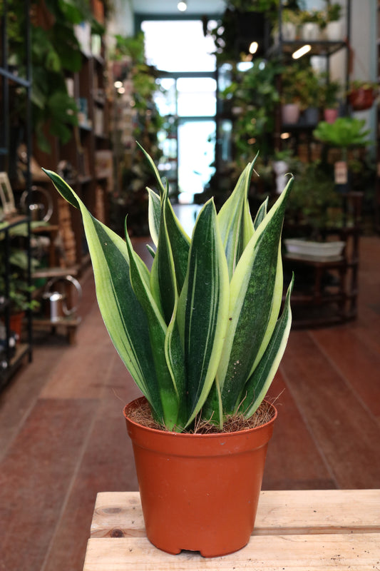 Snake plant