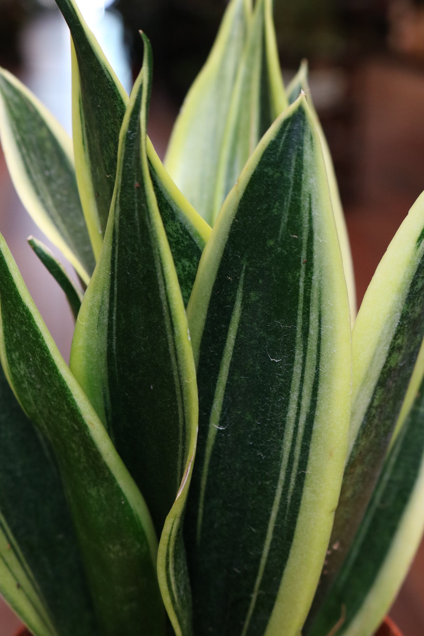 Snake plant