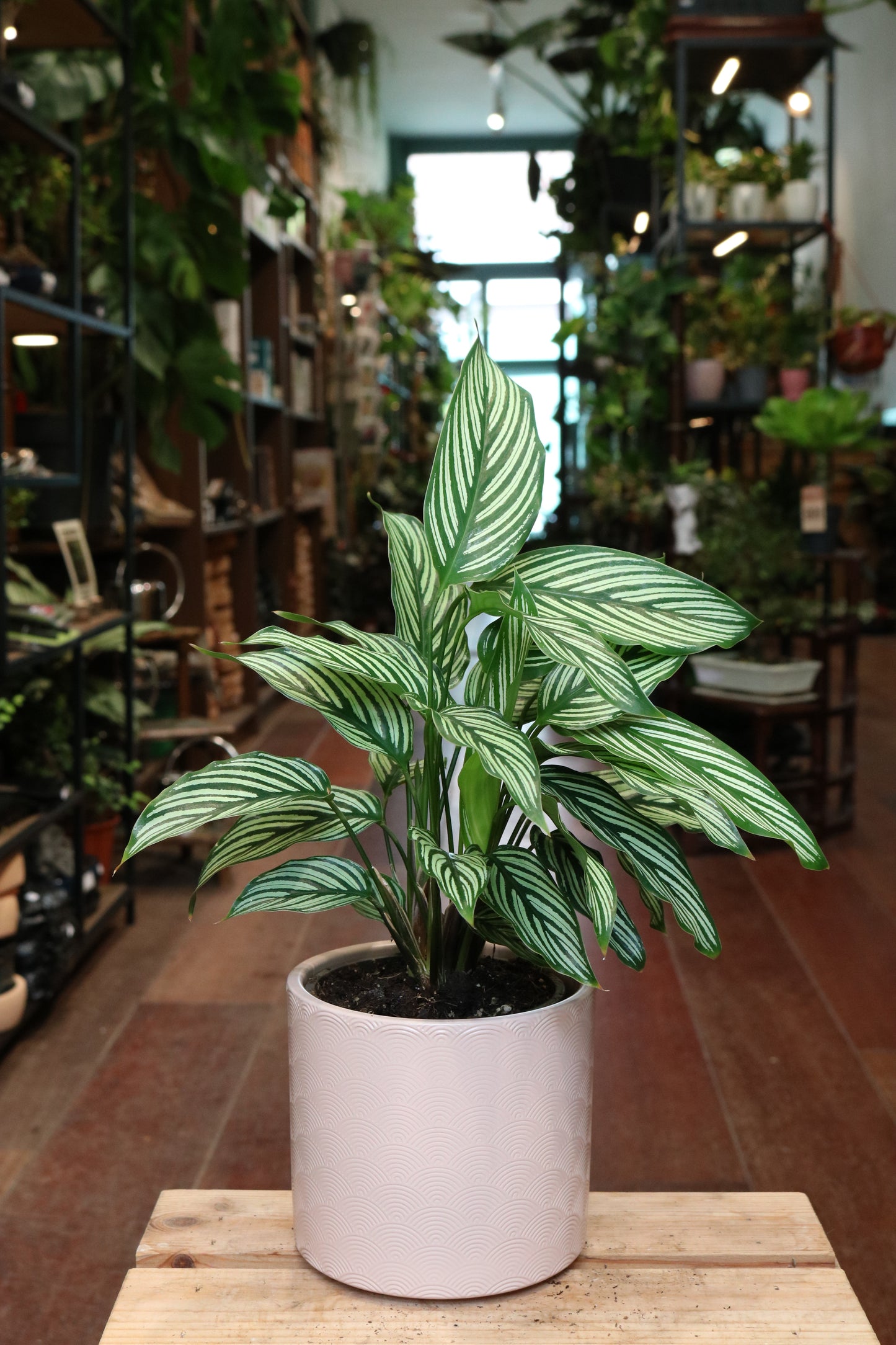 Calathea Majestica 'White Star'