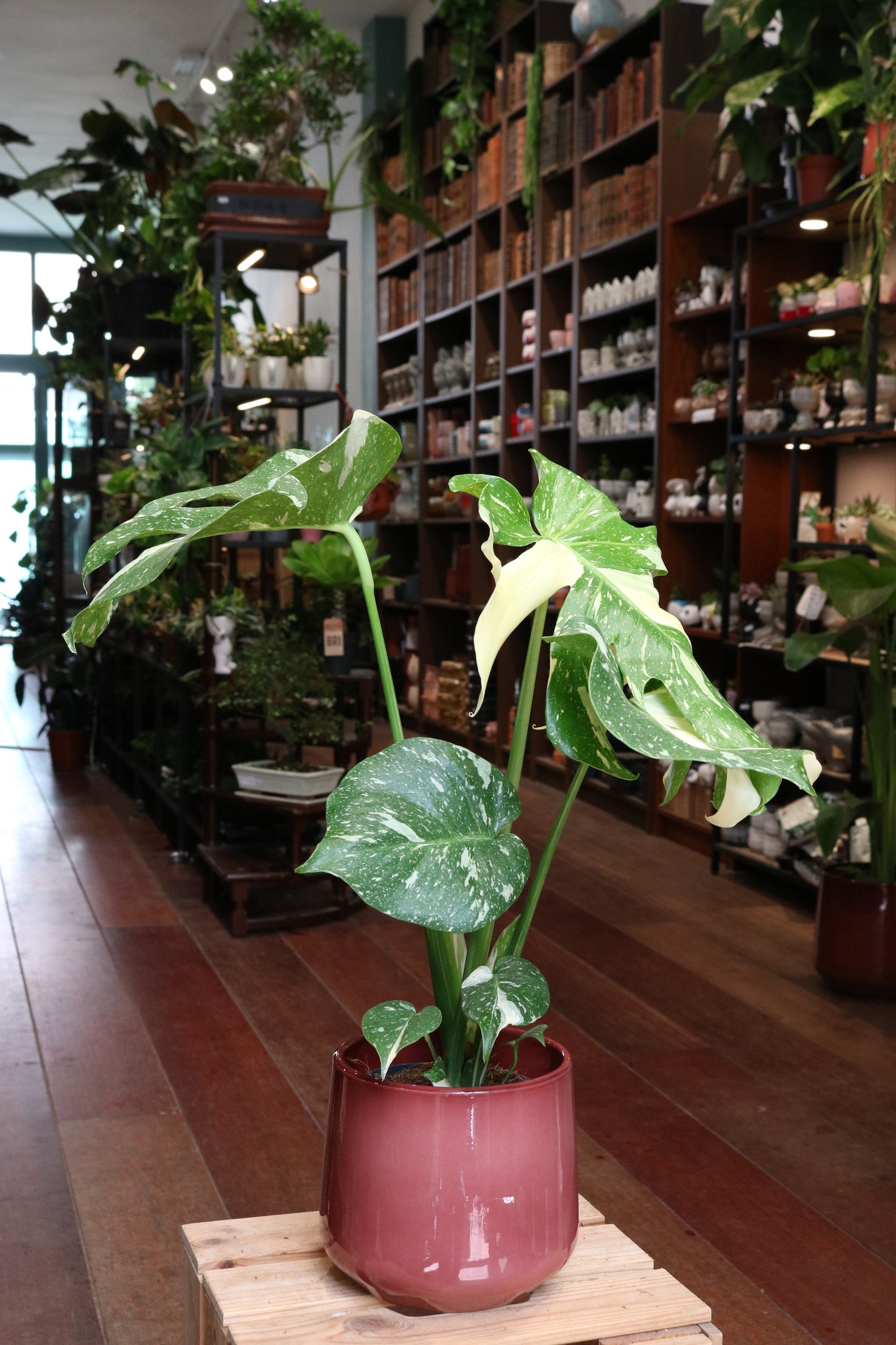 Monstera Thai Constallation