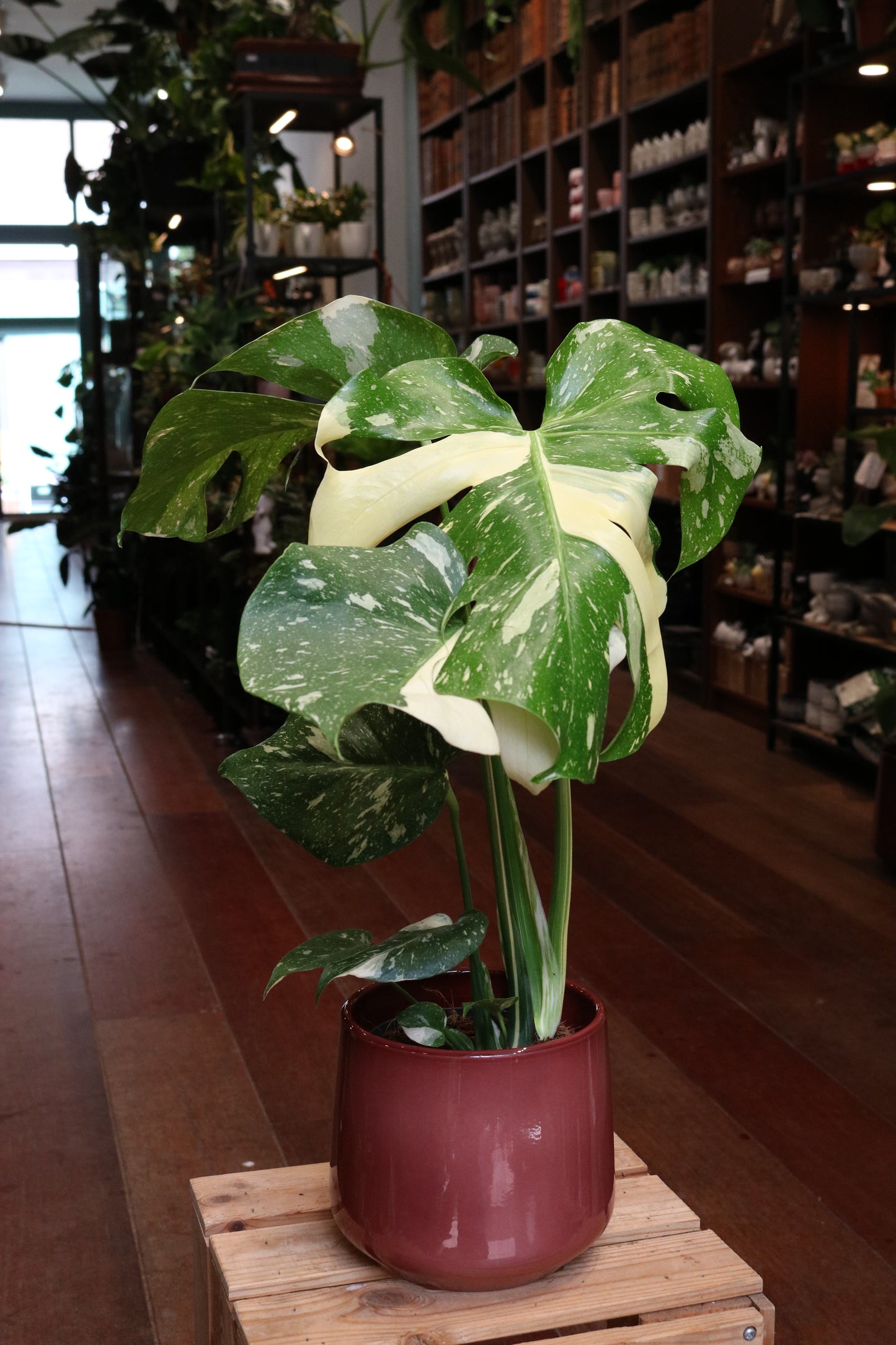 Monstera Thai Constallation